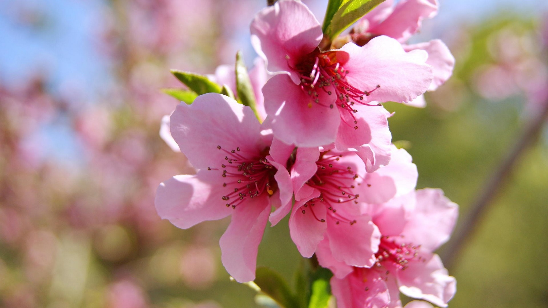 Cute Spring Desktop Backgrounds - Spring Flower Lockscreen , HD Wallpaper & Backgrounds