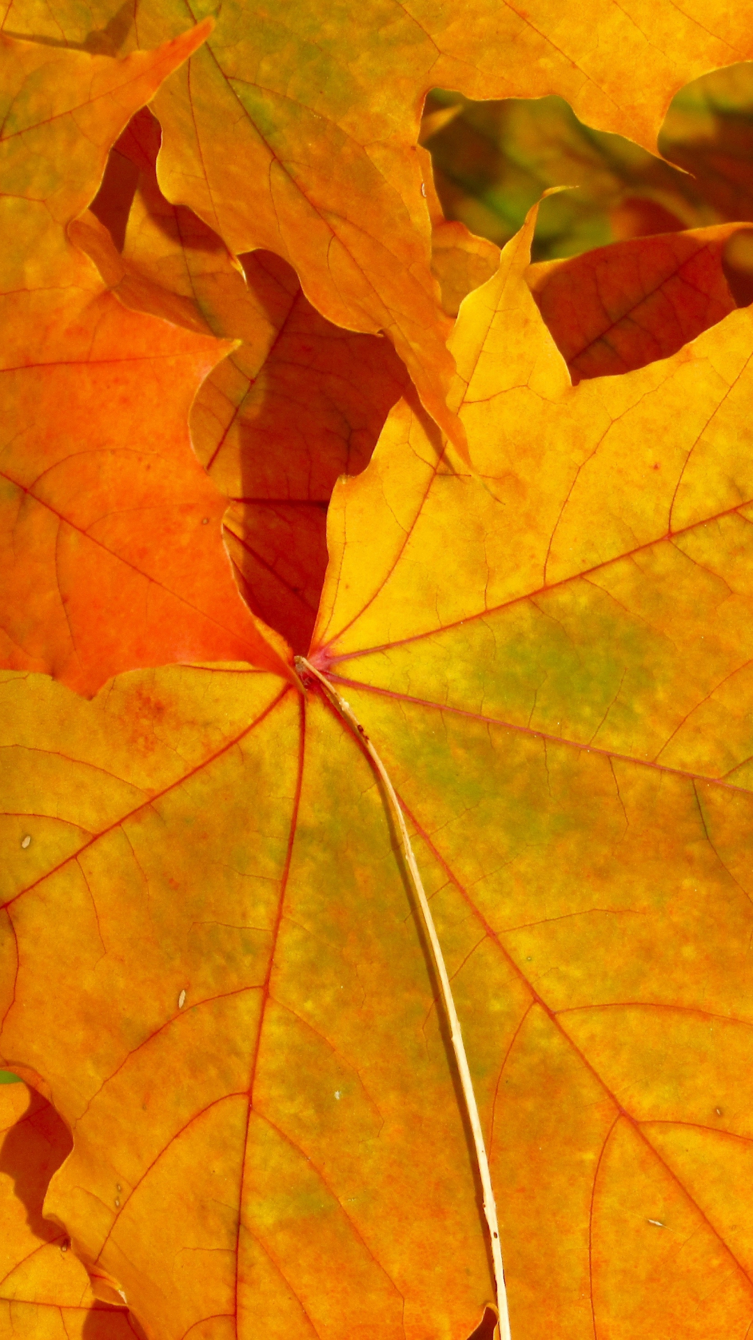 Fall Leaves Iphone Wallpaper - Fall Celebrations , HD Wallpaper & Backgrounds