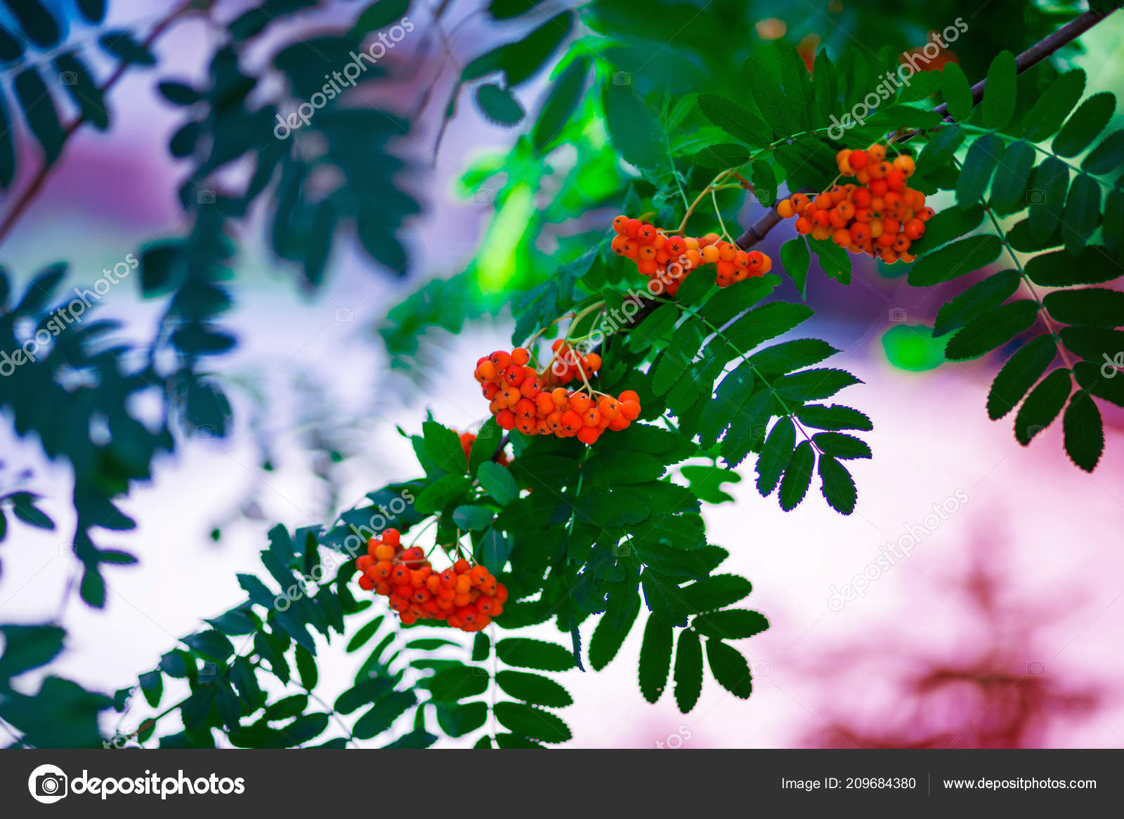 Red Ashberry Background Green Leaves Autumn Phone Laptop - Обои На Телефон Осень , HD Wallpaper & Backgrounds