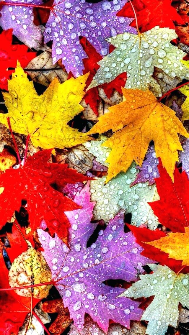 Fall Leaves Iphone Wallpaper Colorful Autumn Leaf - Hd Fall Wallpaper Iphone , HD Wallpaper & Backgrounds