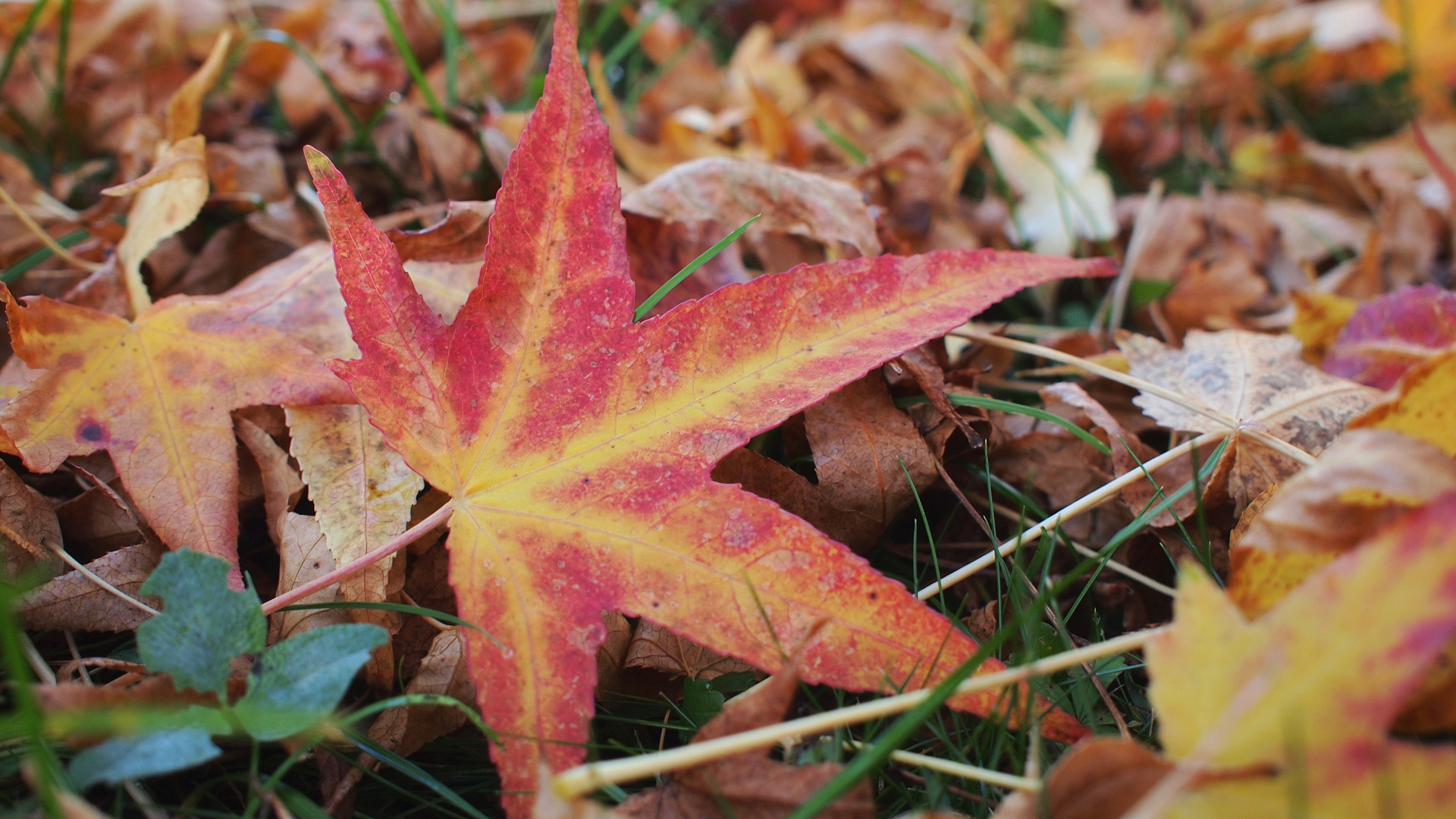Featured image of post Hintergrundbilder Herbst Kostenlos 1920X1080 Herbst hintergrundbilder mit vielen farbigen herbst bl tter auf dem boden im park mit einem sonnenuntergang