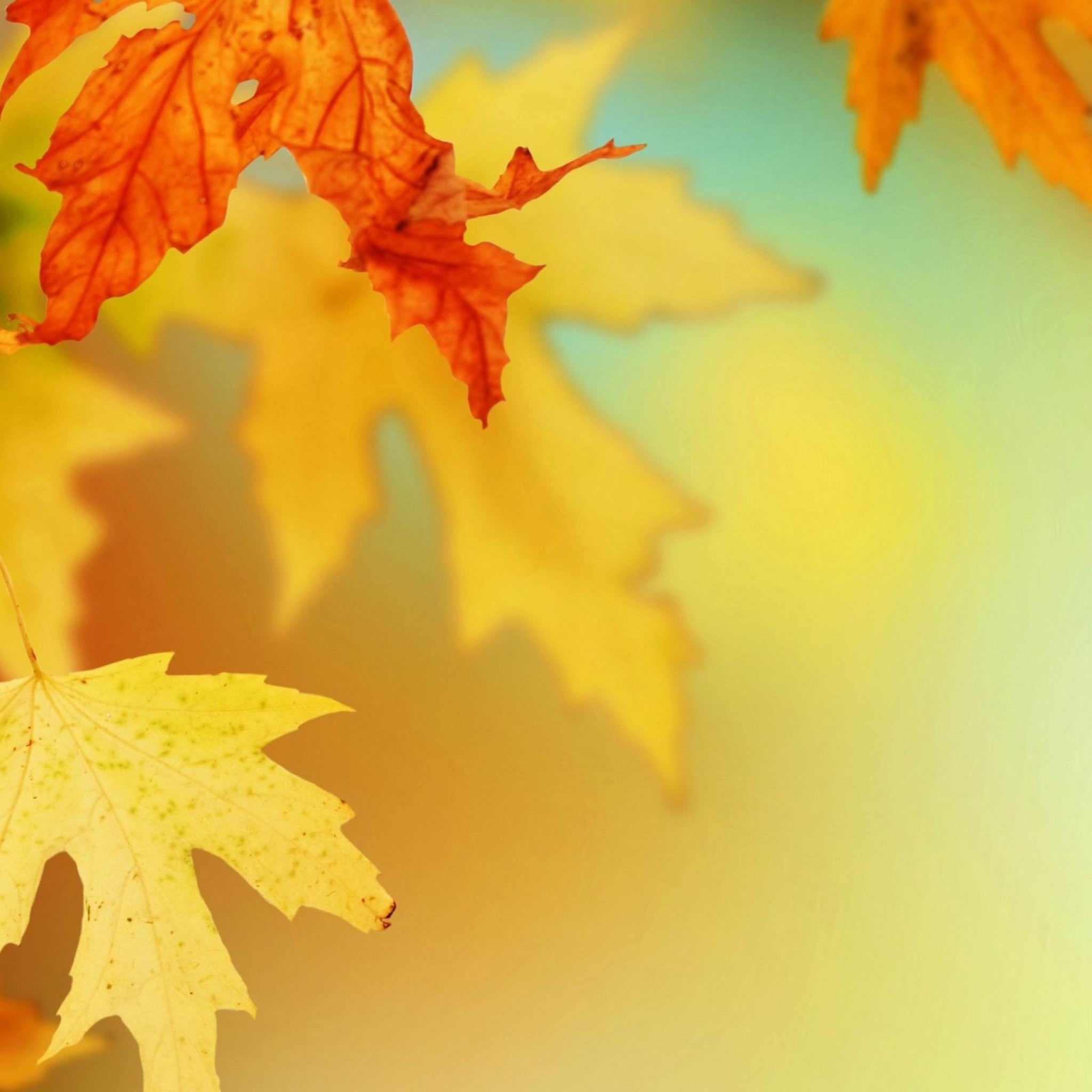 Yellow Autumn Leaves For Fall Leaves Wallpaper - Natural Background Hd Leaves , HD Wallpaper & Backgrounds
