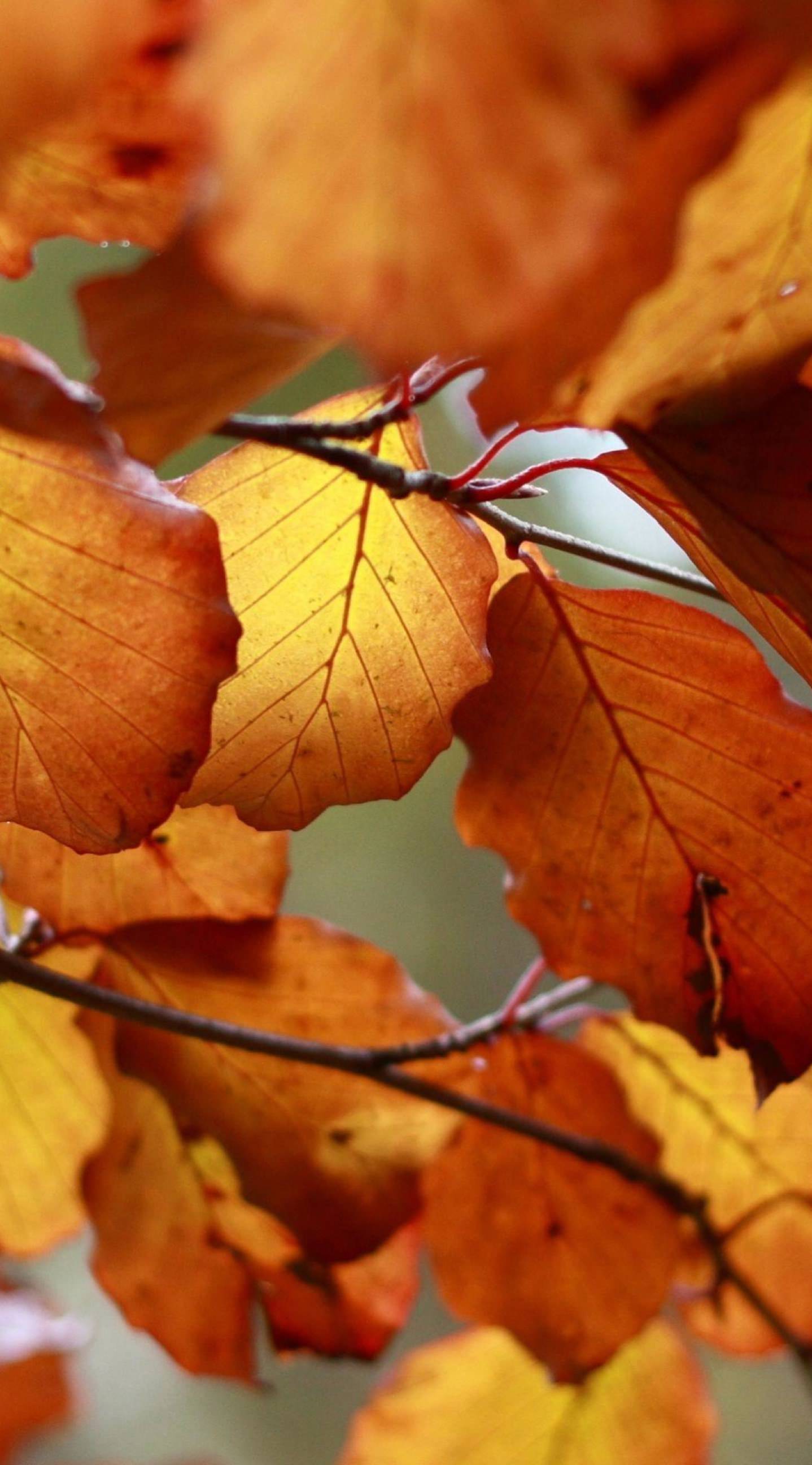 Autumn Leaves Nature Wallpaper - Autumn Leaves Iphone 6 , HD Wallpaper & Backgrounds