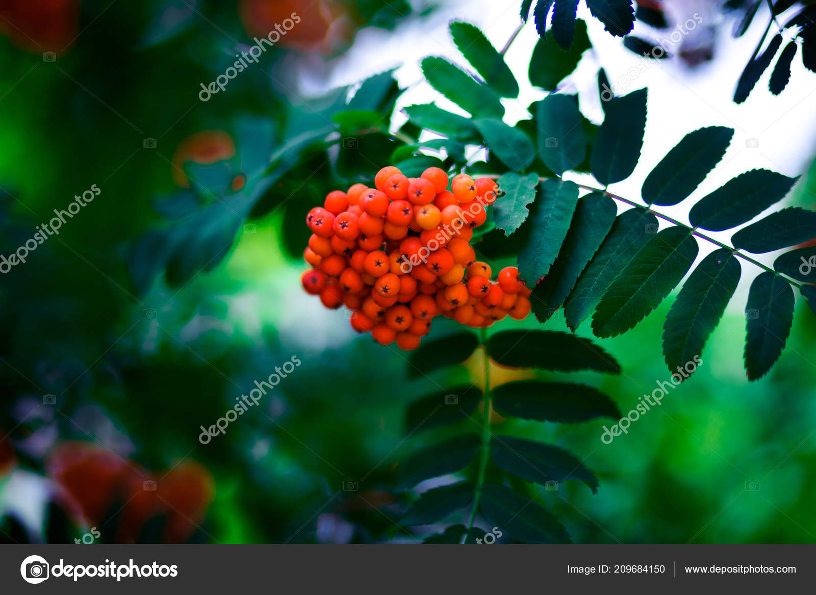 Red Ashberry Background Green Leaves Autumn Phone Laptop - Riberry , HD Wallpaper & Backgrounds