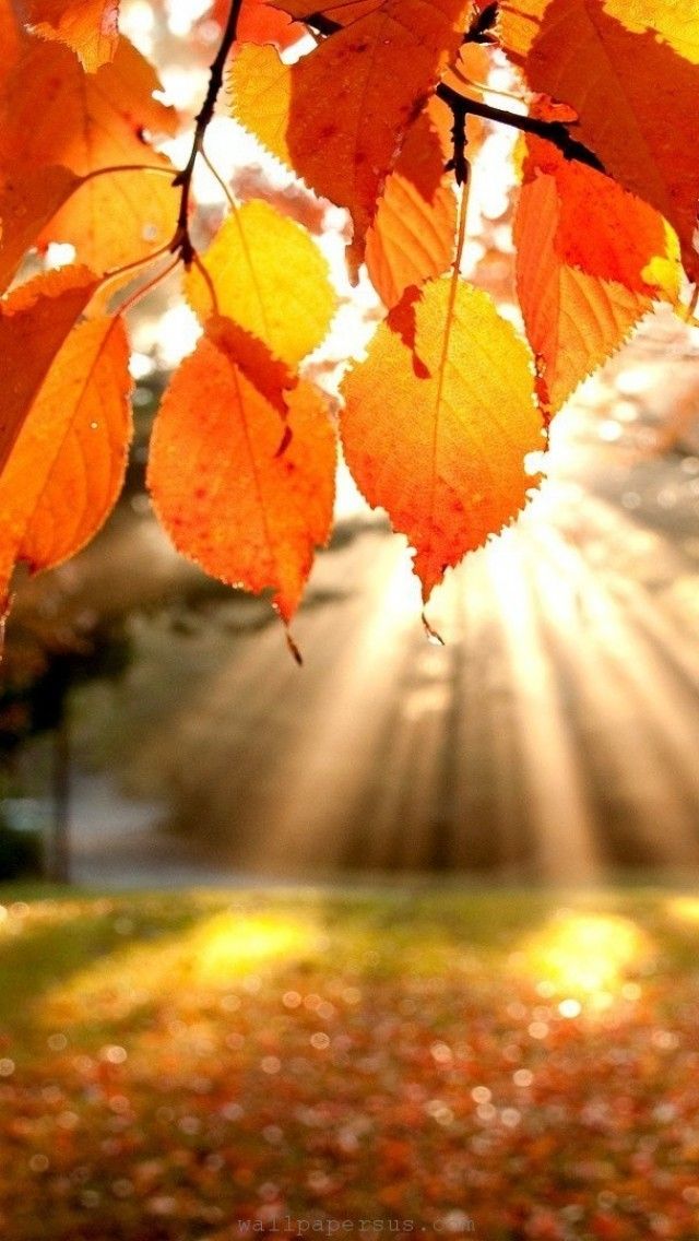 Leaves Iphone Wallpaper - Iphone Wallpaper Hd Autumn , HD Wallpaper & Backgrounds