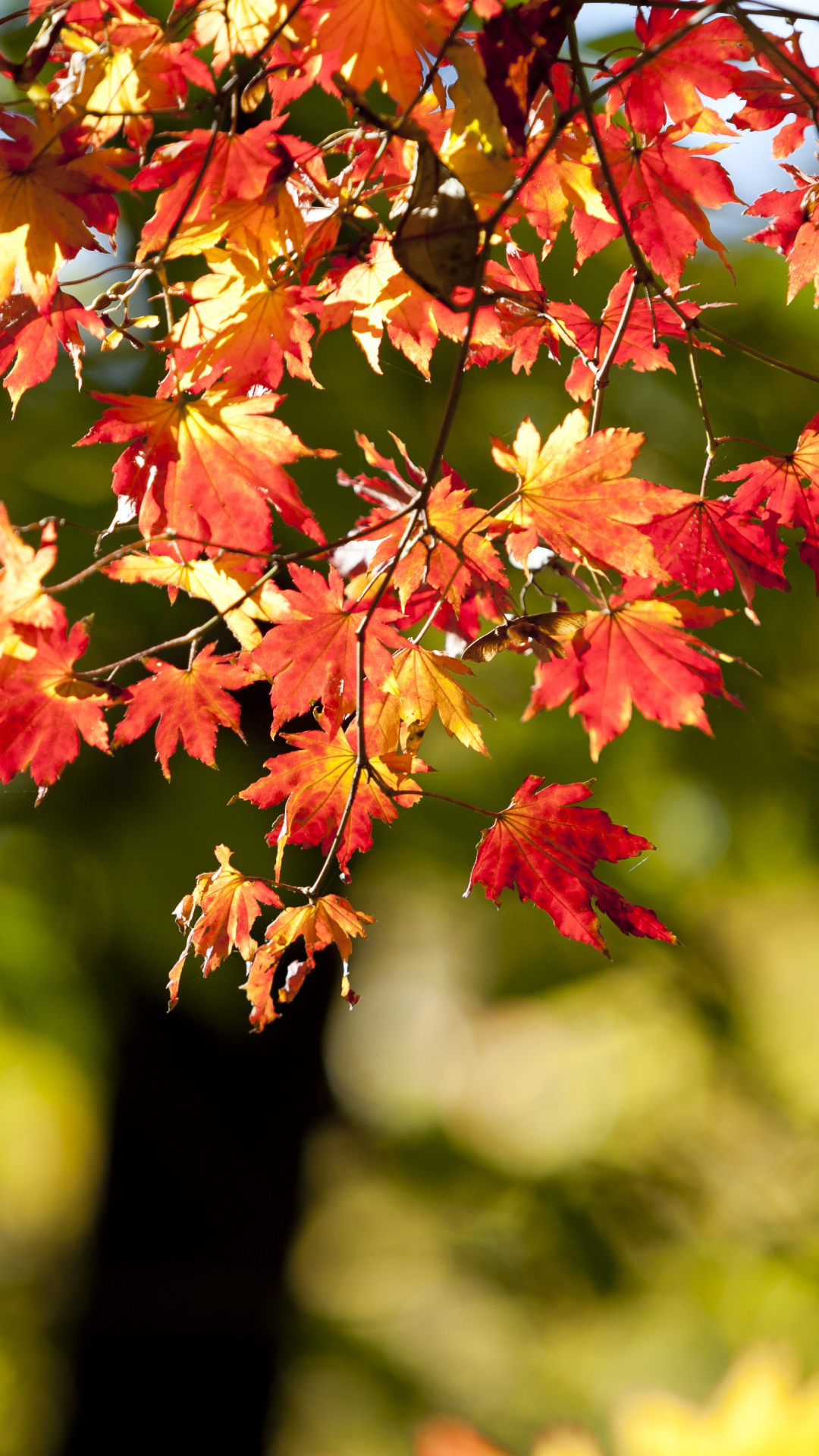 Wallpaper Autumn, Leaves, Bokeh, 5k - Autumn Leaf Wallpaper Iphone 8 , HD Wallpaper & Backgrounds