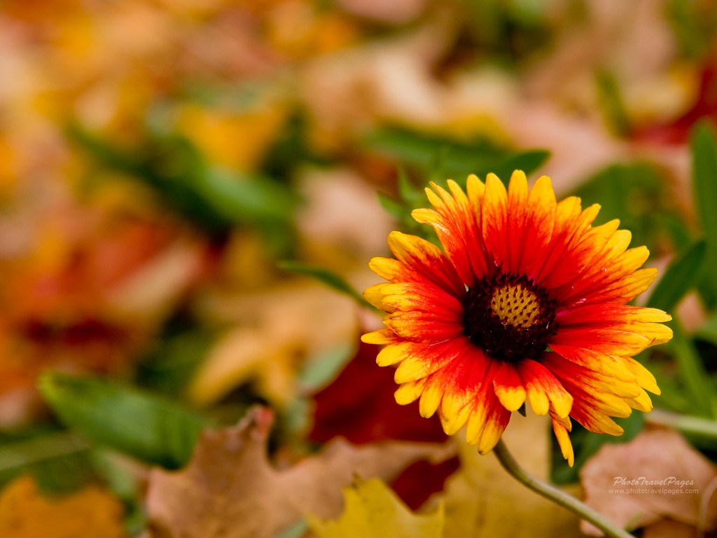 Hd Autumn And Flowers , HD Wallpaper & Backgrounds