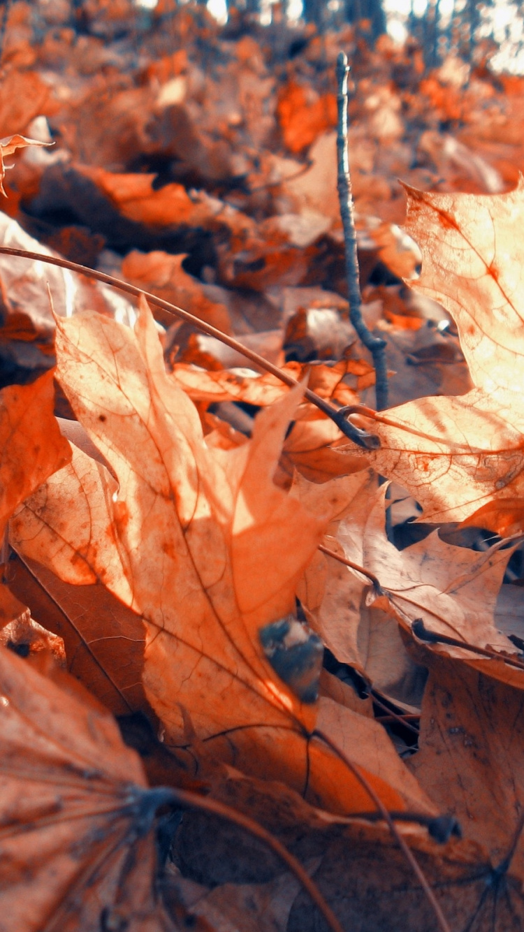 Branch, Autumn, Leaves, Deciduous, Tree Wallpaper For - Wallpaper , HD Wallpaper & Backgrounds