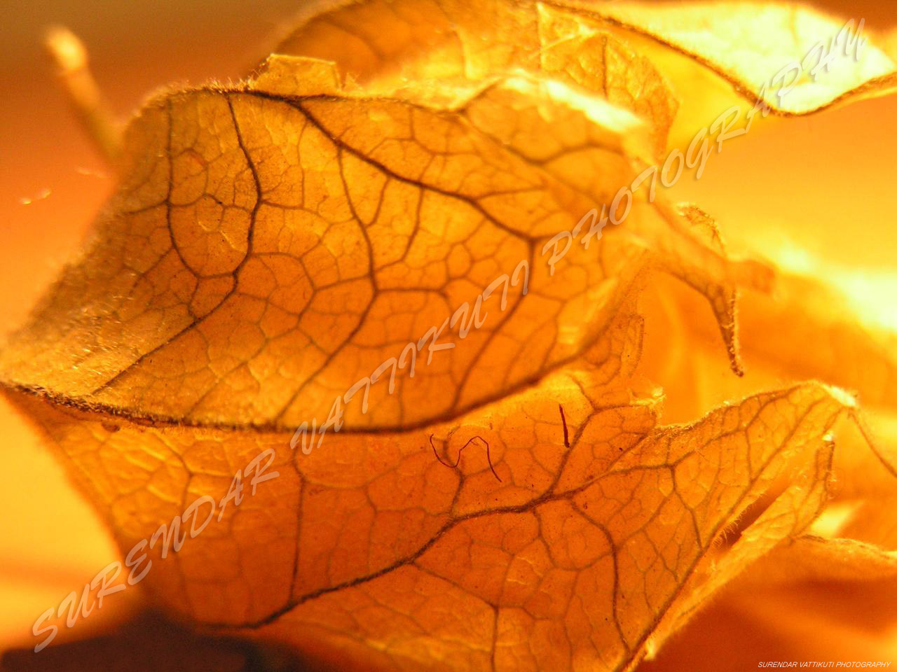 Orange Trockenen Herbst Leaf Hintergrundbilder - Orange Autumn , HD Wallpaper & Backgrounds
