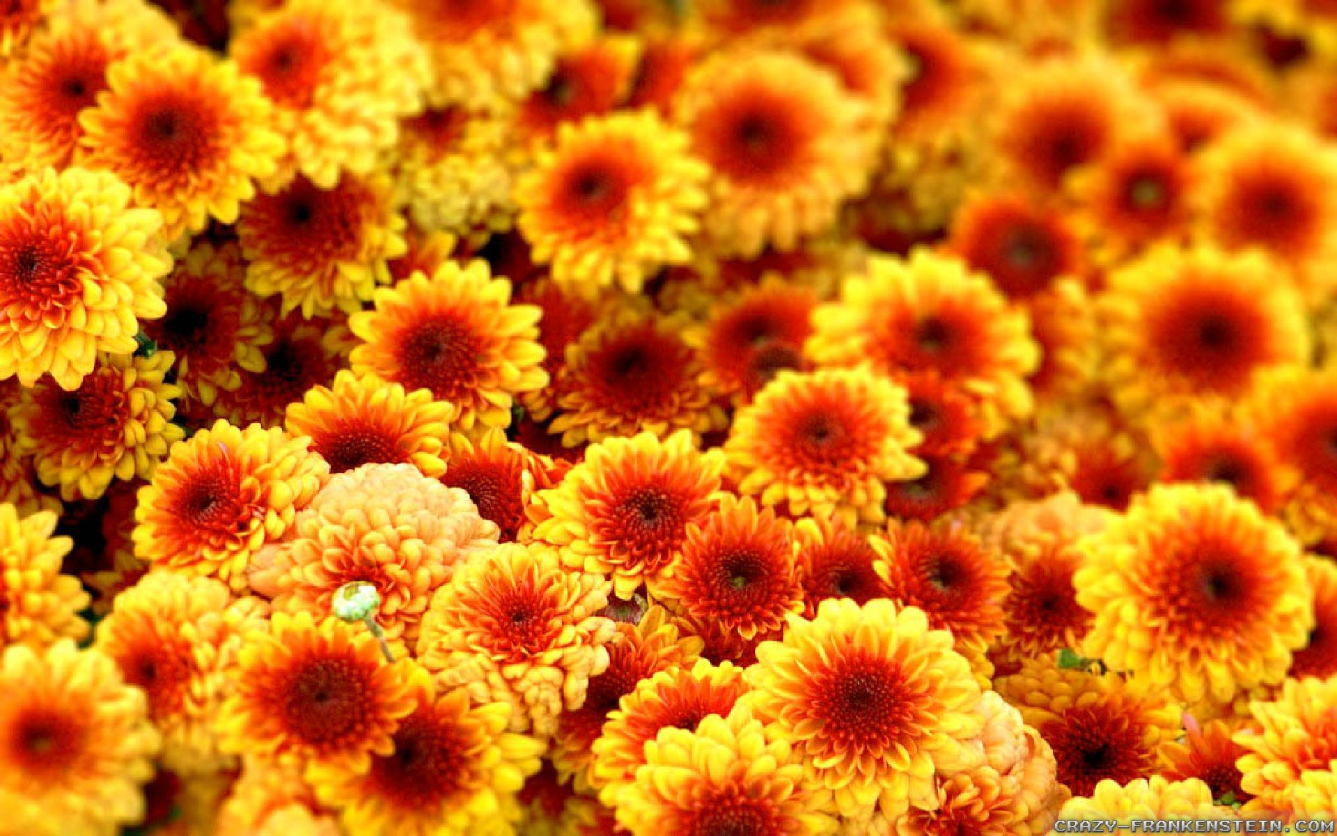 Autumn Flowers Wallpaper , HD Wallpaper & Backgrounds