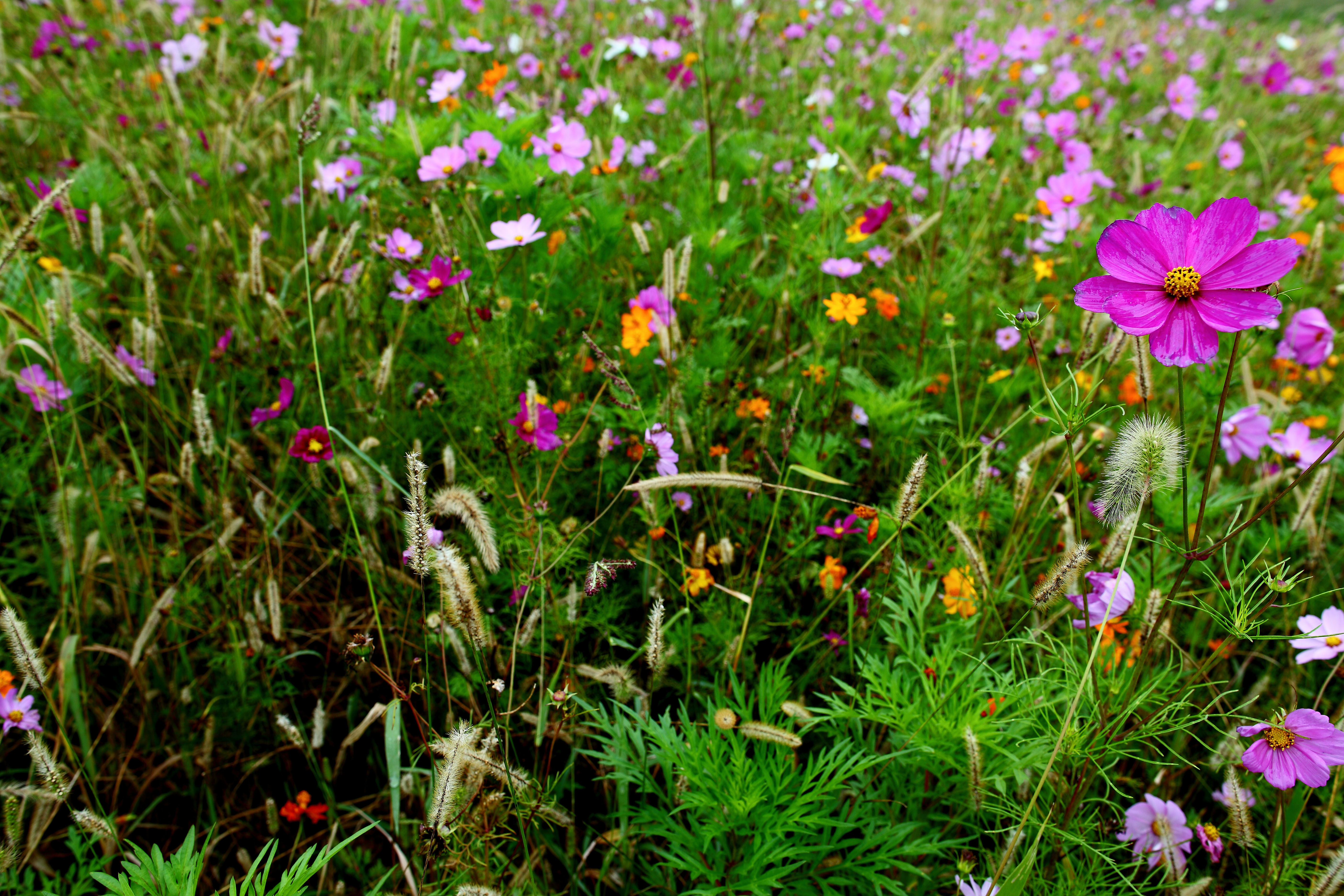 Small Field Flowers , HD Wallpaper & Backgrounds