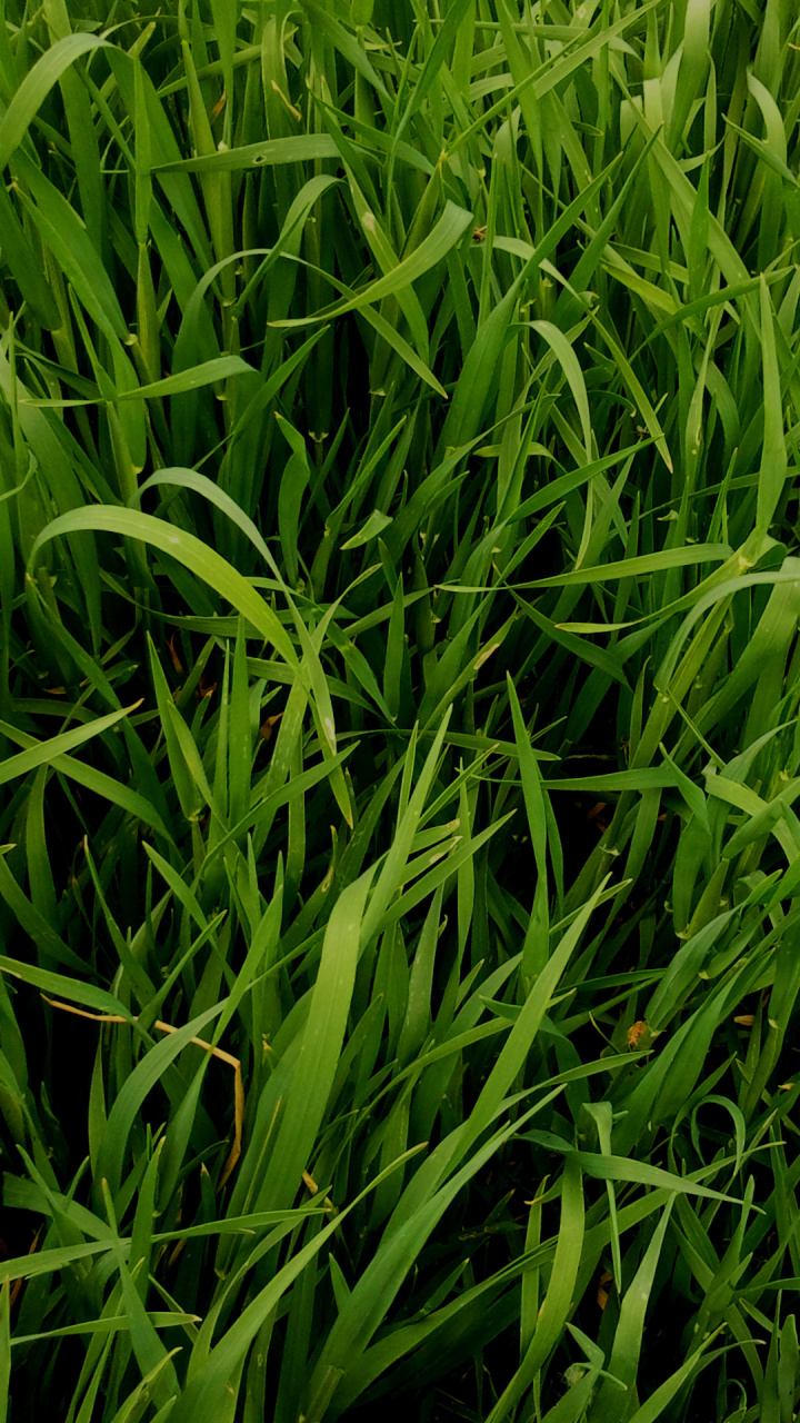Song, Plant, Sweet Grass, Commodity, Wheatgrass Hd - Sweet Grass , HD Wallpaper & Backgrounds