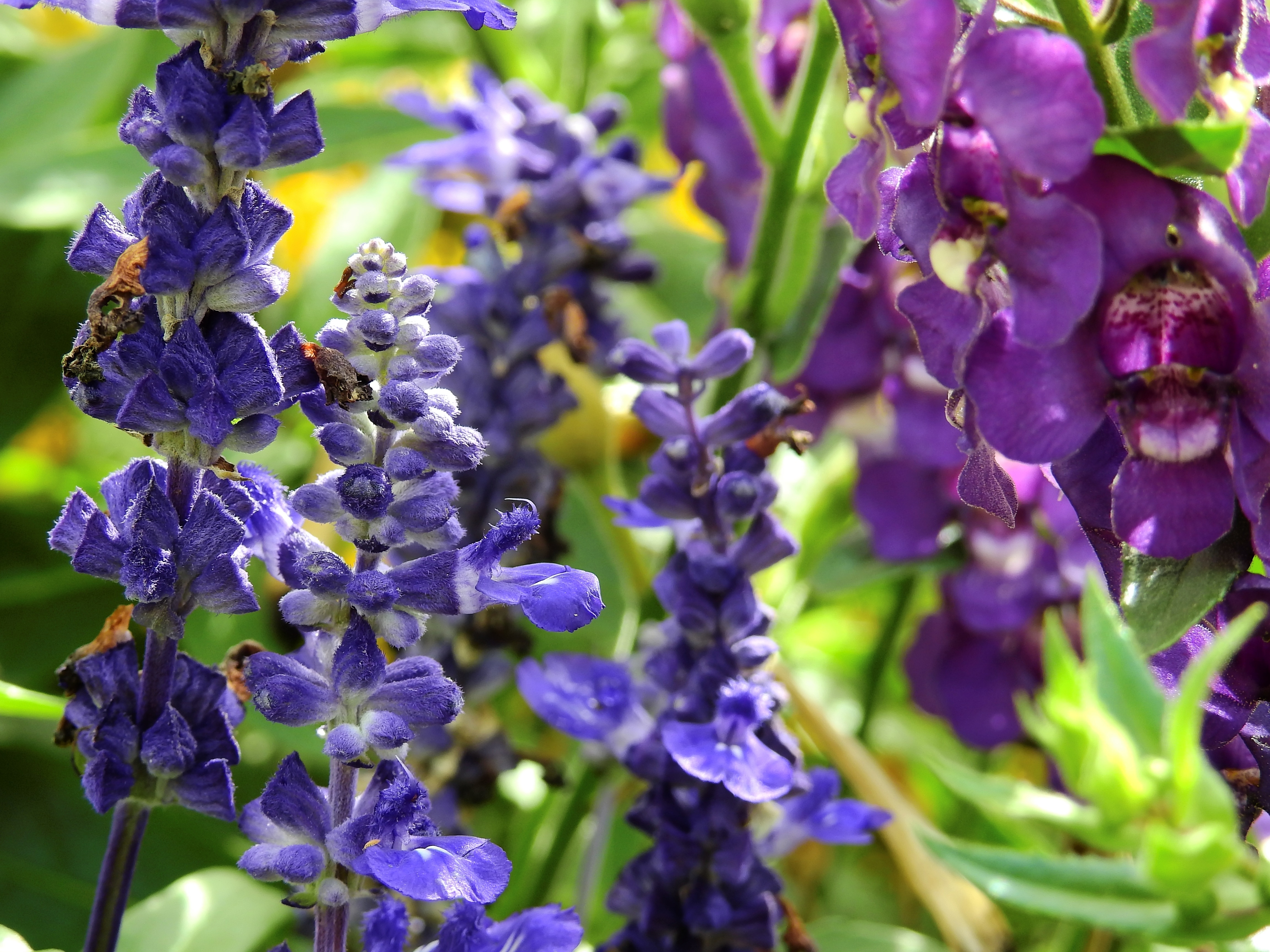 Blue Larkspur And Purple Sweet Pea Flowers - Lupin , HD Wallpaper & Backgrounds
