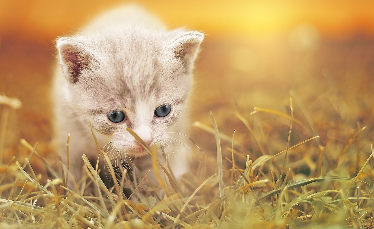 Omg So Sweet Cat On The Grass Wallpaper - Cute Kitten Cute Baby Cat Hd , HD Wallpaper & Backgrounds
