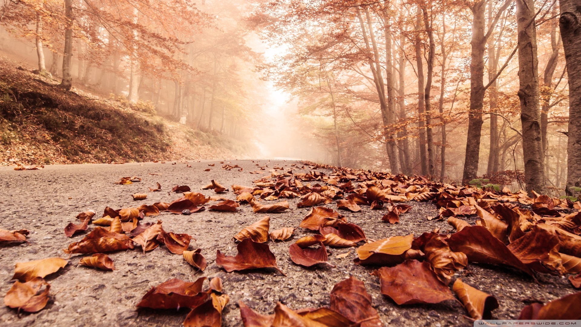 Standard - Fall Leaves On Path , HD Wallpaper & Backgrounds