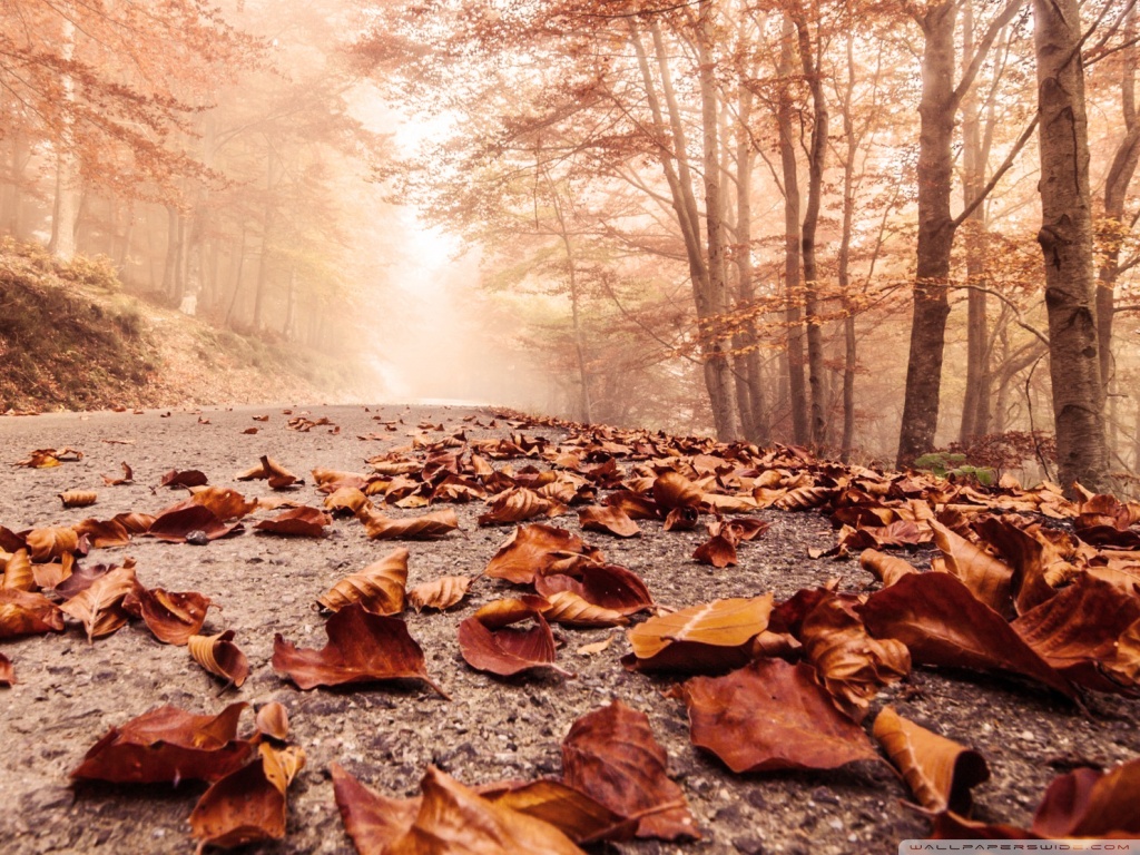 Mobile - Fall Leaves On Path , HD Wallpaper & Backgrounds