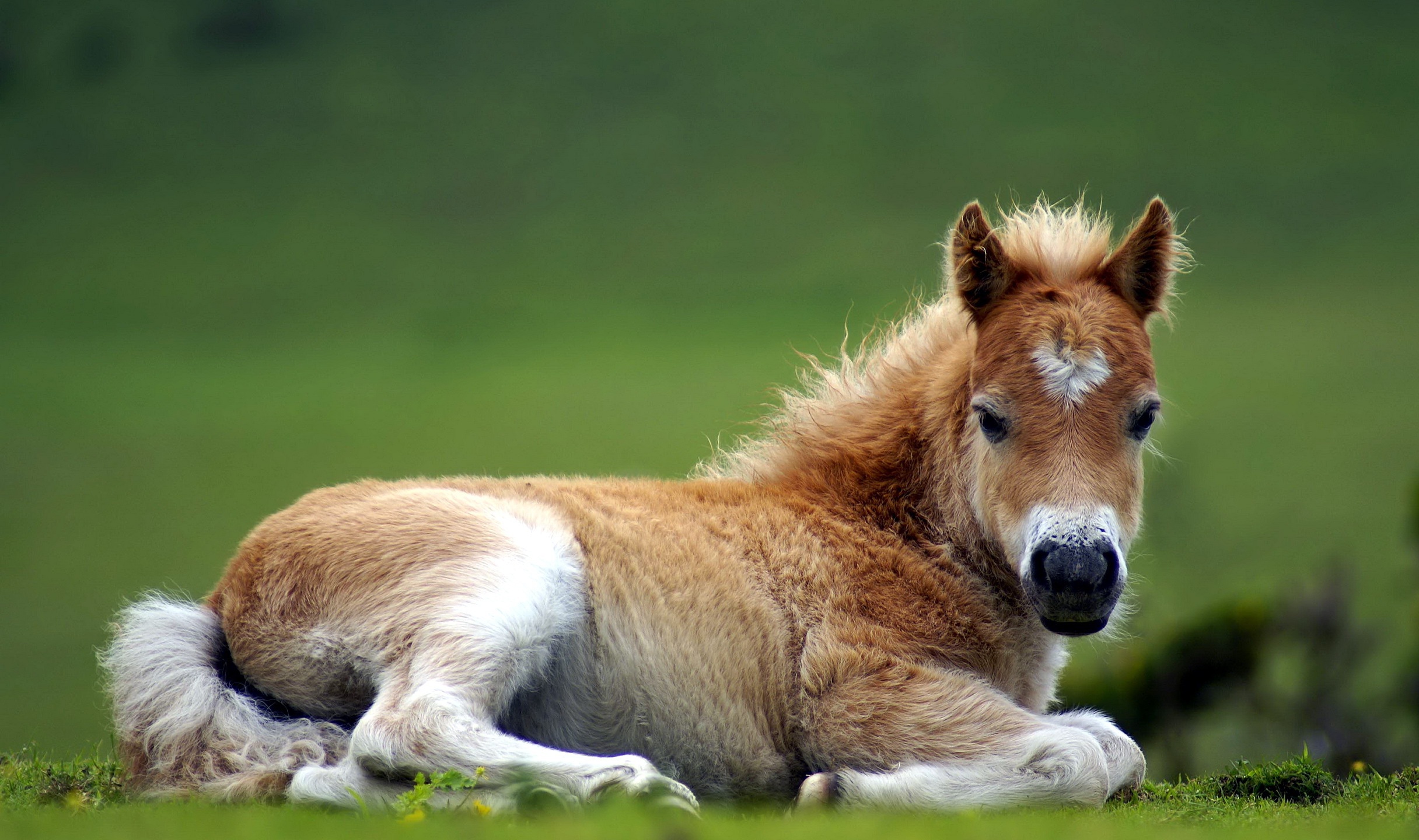 Cute Baby Horse Animals , HD Wallpaper & Backgrounds