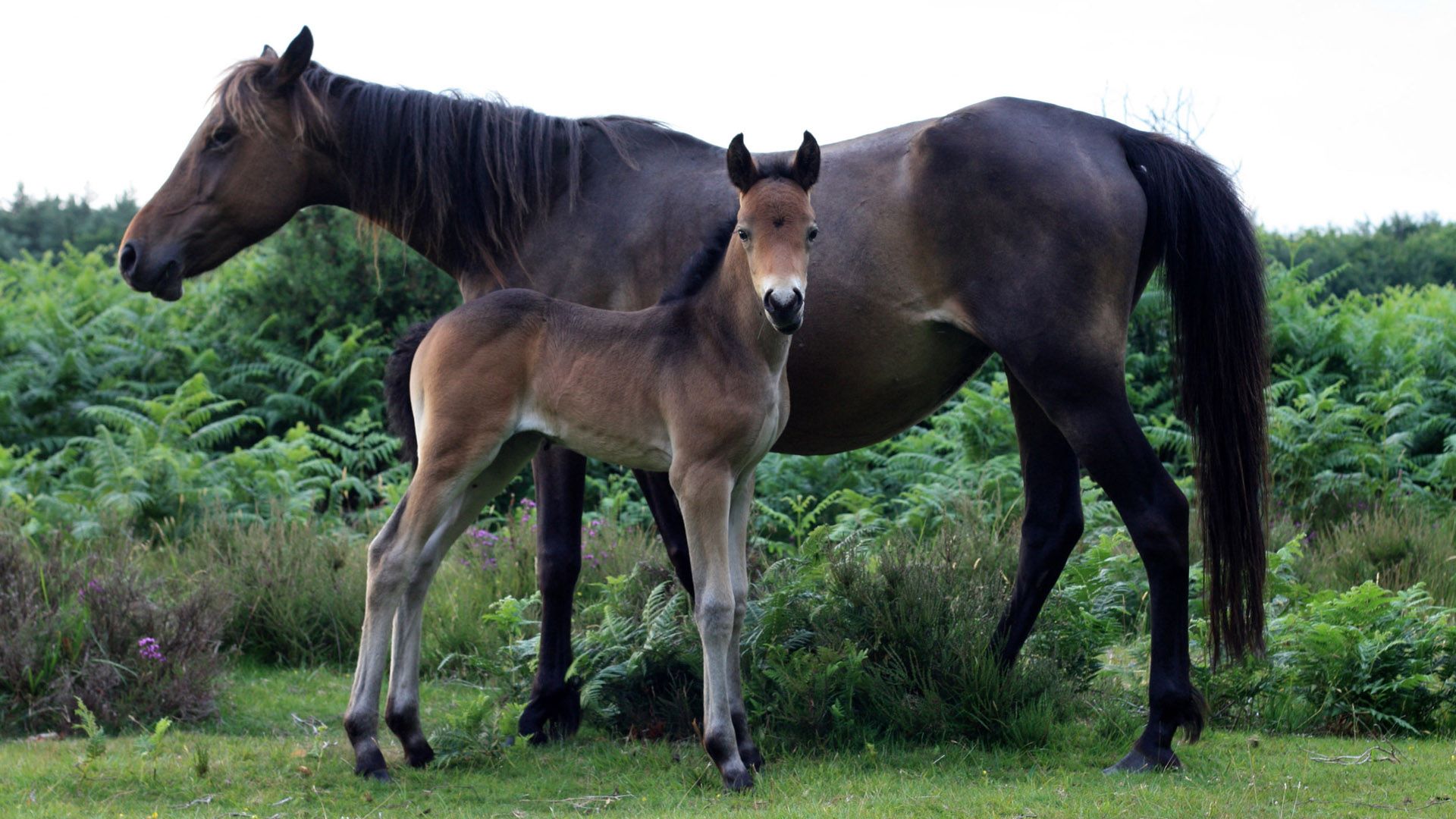 Baby Horse With Mother Horse Desktop Wallpaper Hd - Foal , HD Wallpaper & Backgrounds