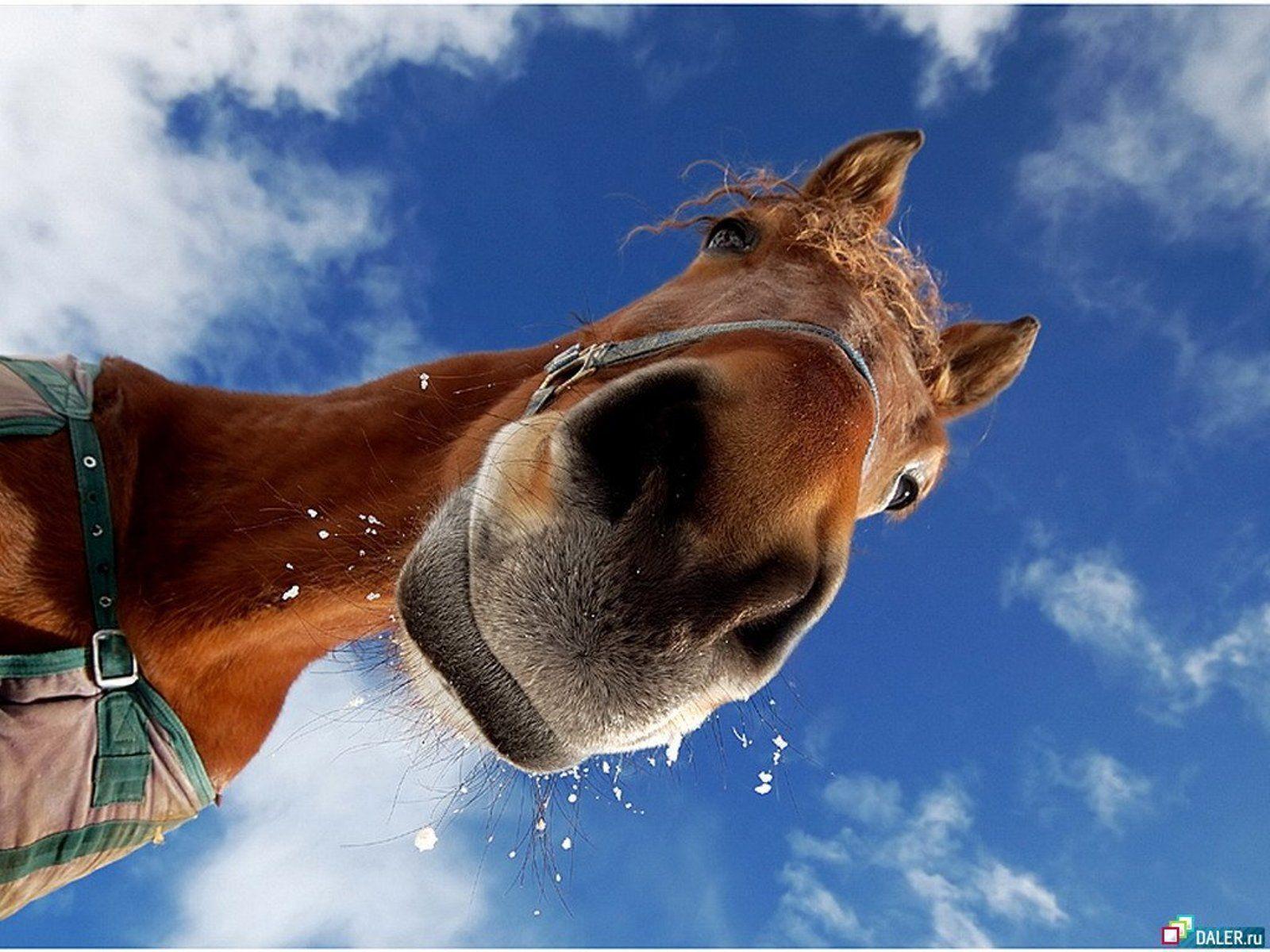 Funny Horse Wallpaper « Desktop Background Wallpapers - Falling Off A Horse Meme , HD Wallpaper & Backgrounds