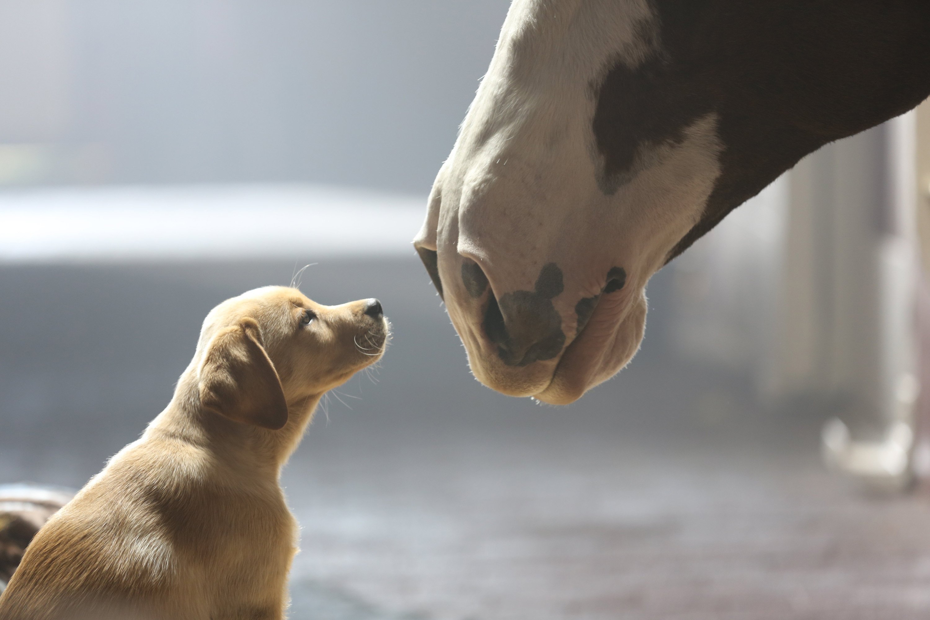 Beer, Alcohol, Drink, Puppy, Baby, Horse, Horses, Mood, - Super Bowl Commercials 2019 , HD Wallpaper & Backgrounds