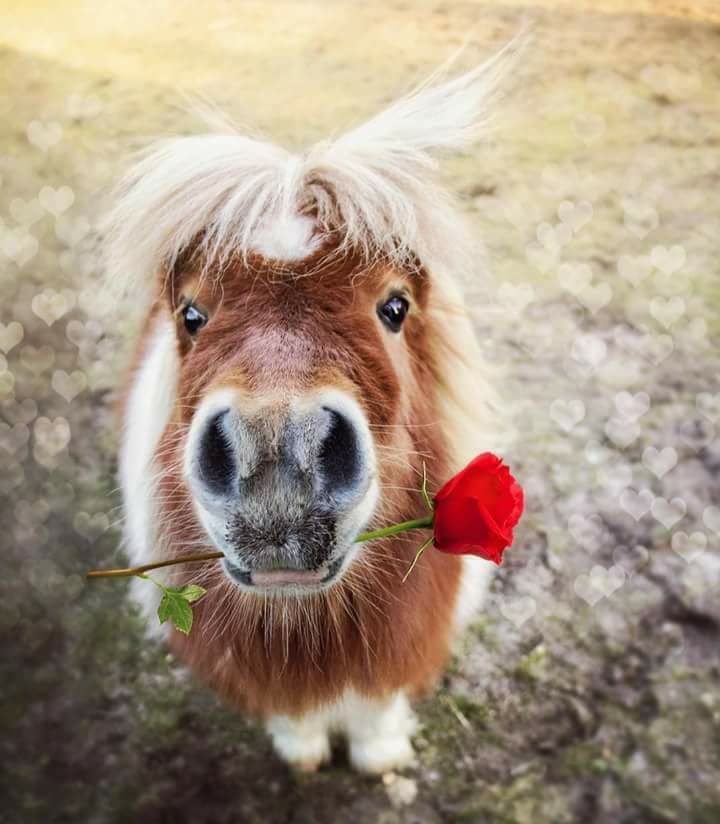 Cute Horse Wallpapers Apps - Cute Horses , HD Wallpaper & Backgrounds