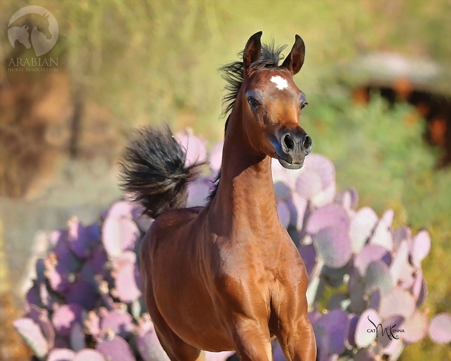 Лошади времен года. Арабская лошадь на полном скаку. Обои арабская лошадь фиолетовый розовый.