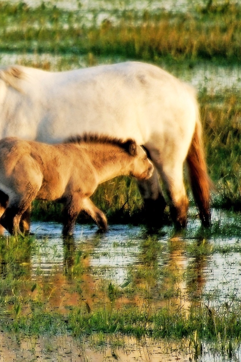 Wallpaper Horse, Water, Grass, Baby - Mustang Horse , HD Wallpaper & Backgrounds