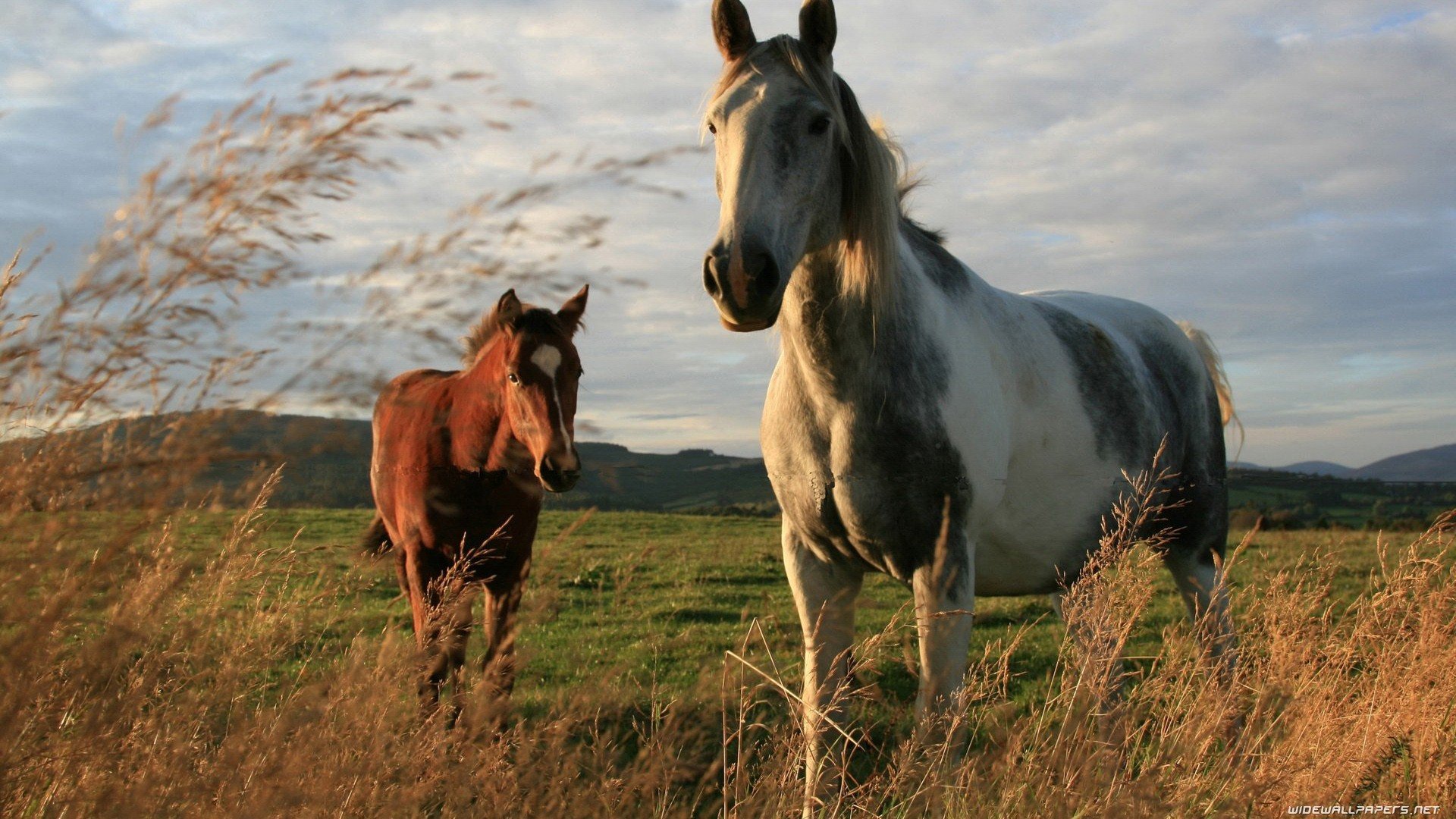 Nature, Trees, Animals, Wheat, Horses, Skyscapes, Land, - Beautiful Horses In A Field , HD Wallpaper & Backgrounds