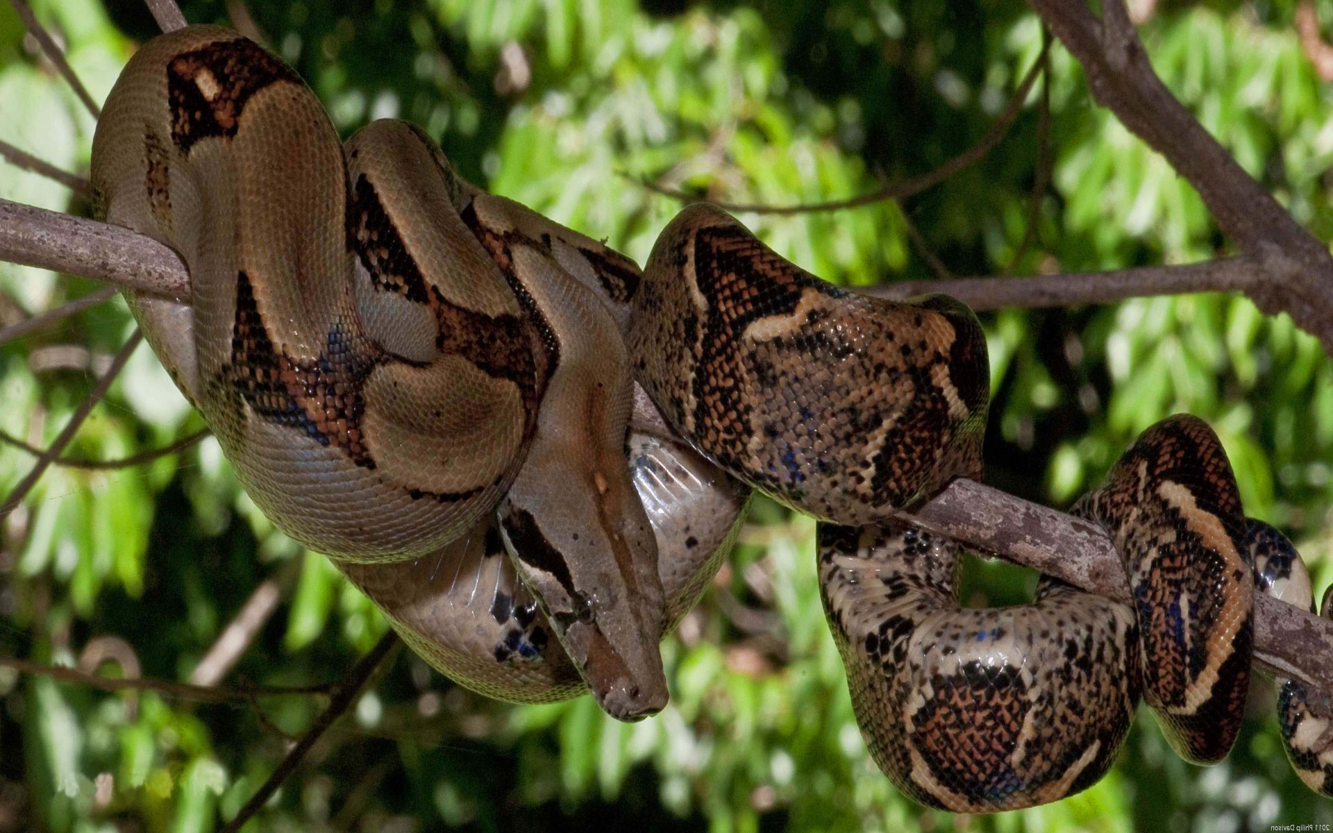 Boa Constrictor Or Red Tail Boa Kind Of Big Snake Heavy - Caribbean Wildlife South America , HD Wallpaper & Backgrounds
