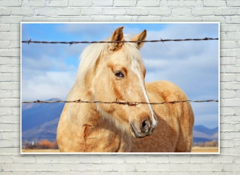 Posterskart Cute Horse Wall Poster Paper Print - Wallpaper , HD Wallpaper & Backgrounds