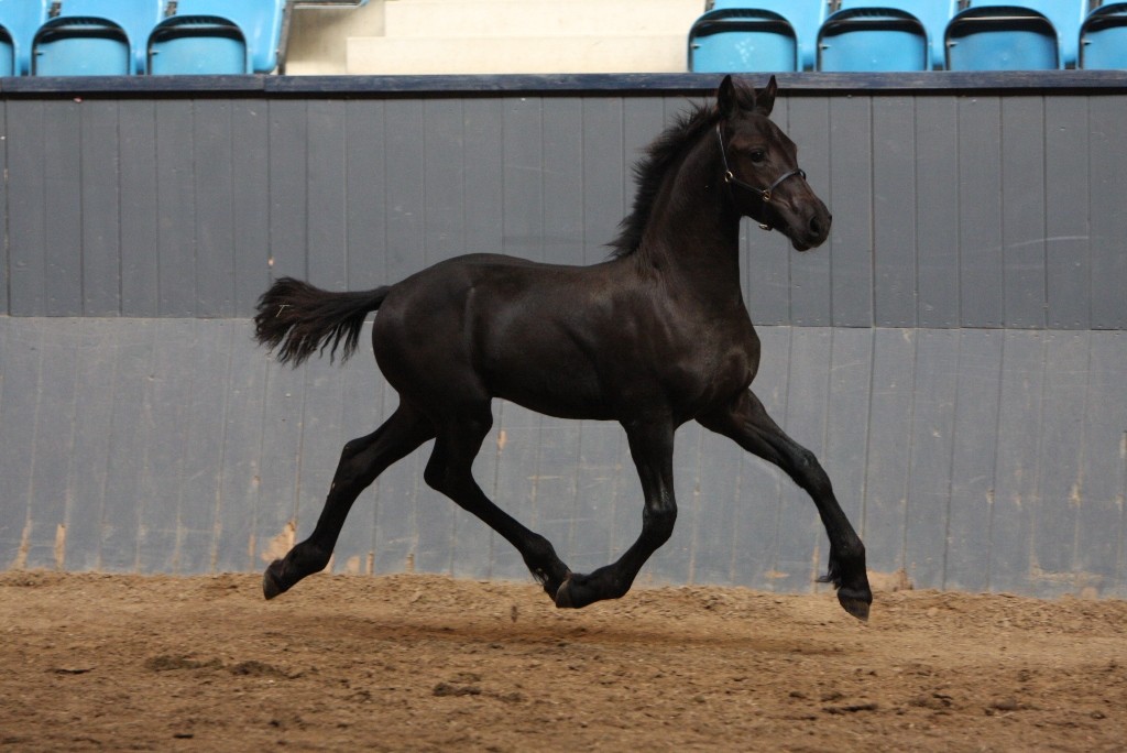 Cavalo Animal Friesian Black Baby Horse Photos Desktop - Black Baby Friesian Horse , HD Wallpaper & Backgrounds