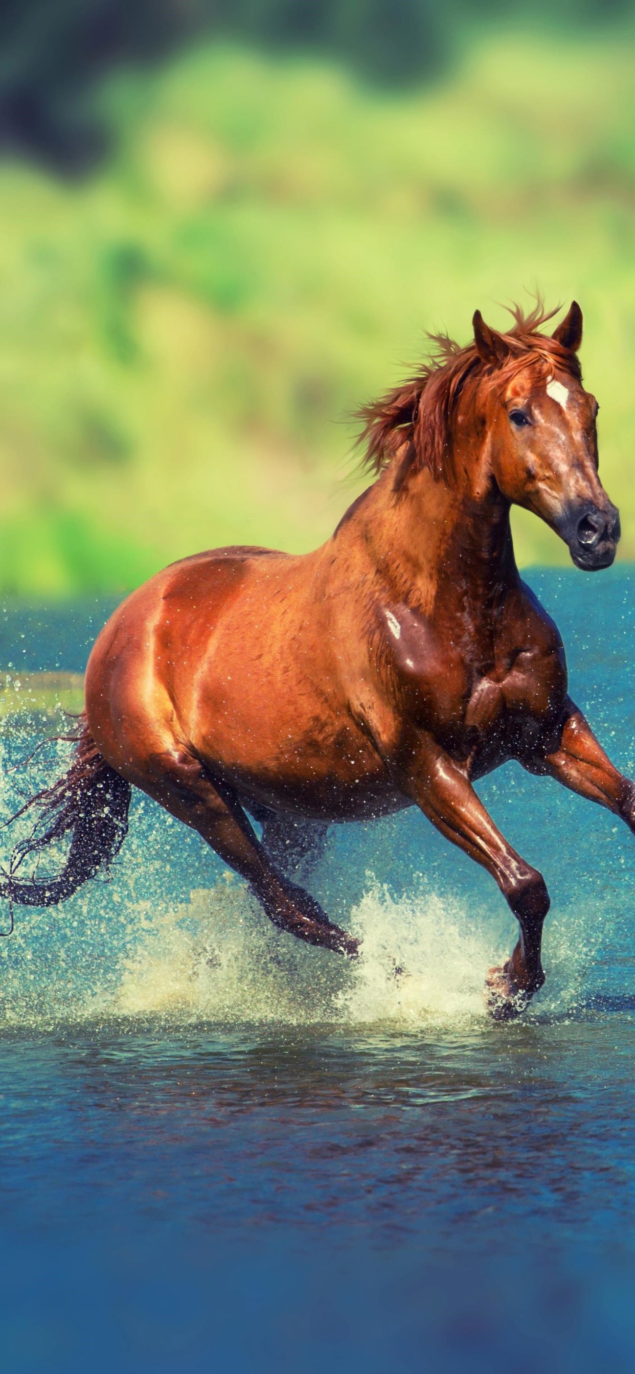 Running Horse In Water - Wild Horses , HD Wallpaper & Backgrounds