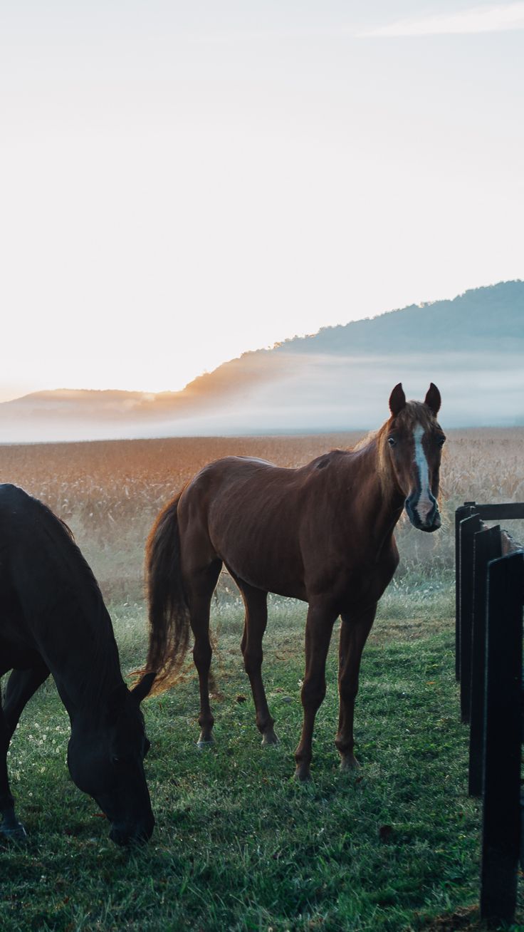 26 Beautiful Back To Nature Iphone Wallpapers - High Resolution Horse Farm , HD Wallpaper & Backgrounds