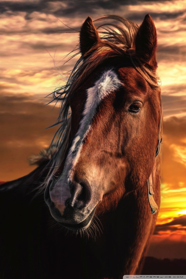 Mobile Hvga - Horse Wallpaper Portrait , HD Wallpaper & Backgrounds