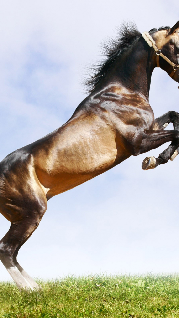 Horse Racing, Rein, Arabian Horse, Mustang Horse, Collection - Jump Horse , HD Wallpaper & Backgrounds