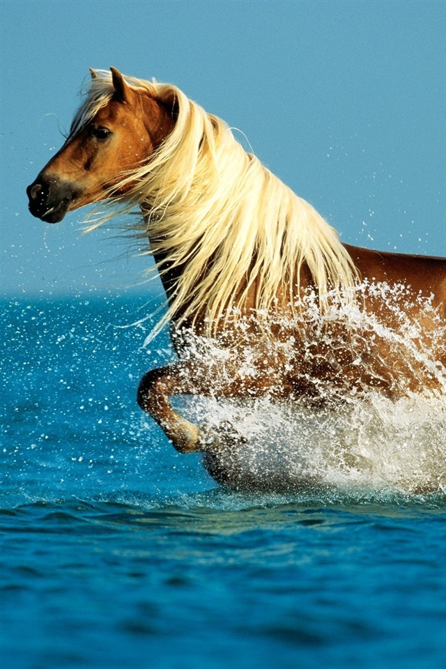 4 - Horse Wallpaper For Iphone 4 , HD Wallpaper & Backgrounds