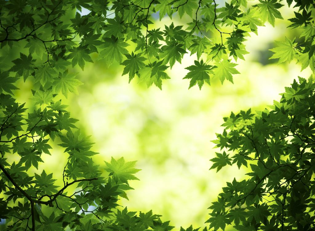 Download - Green Leaves Theme , HD Wallpaper & Backgrounds