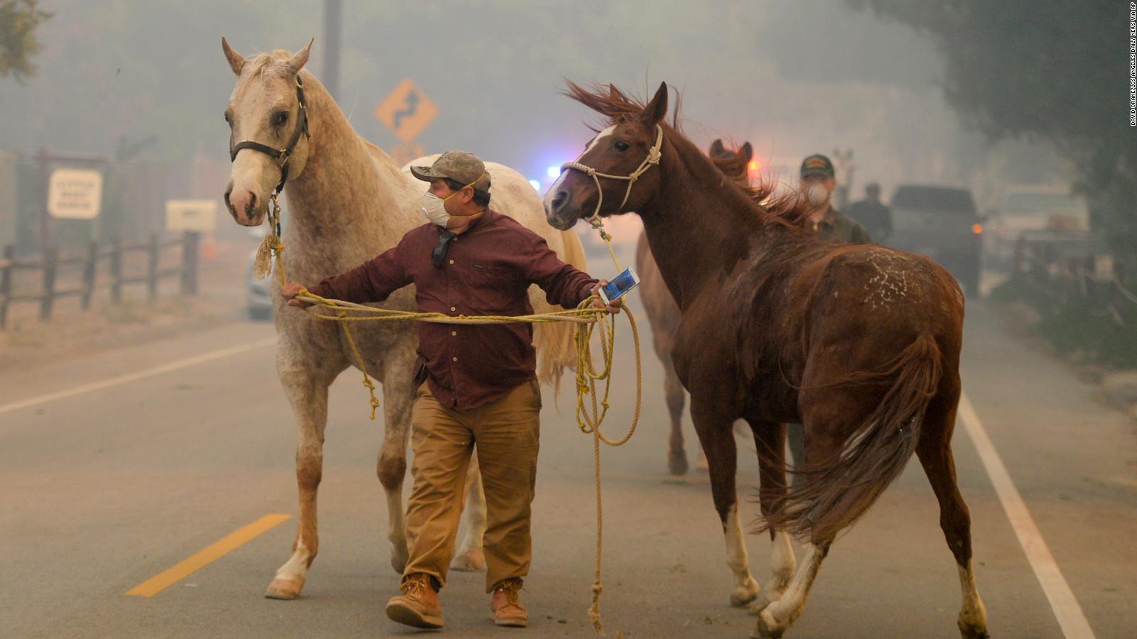 Horses Killed As Owners Raced To Save Hundreds In California - Animals Burned In California Fire , HD Wallpaper & Backgrounds