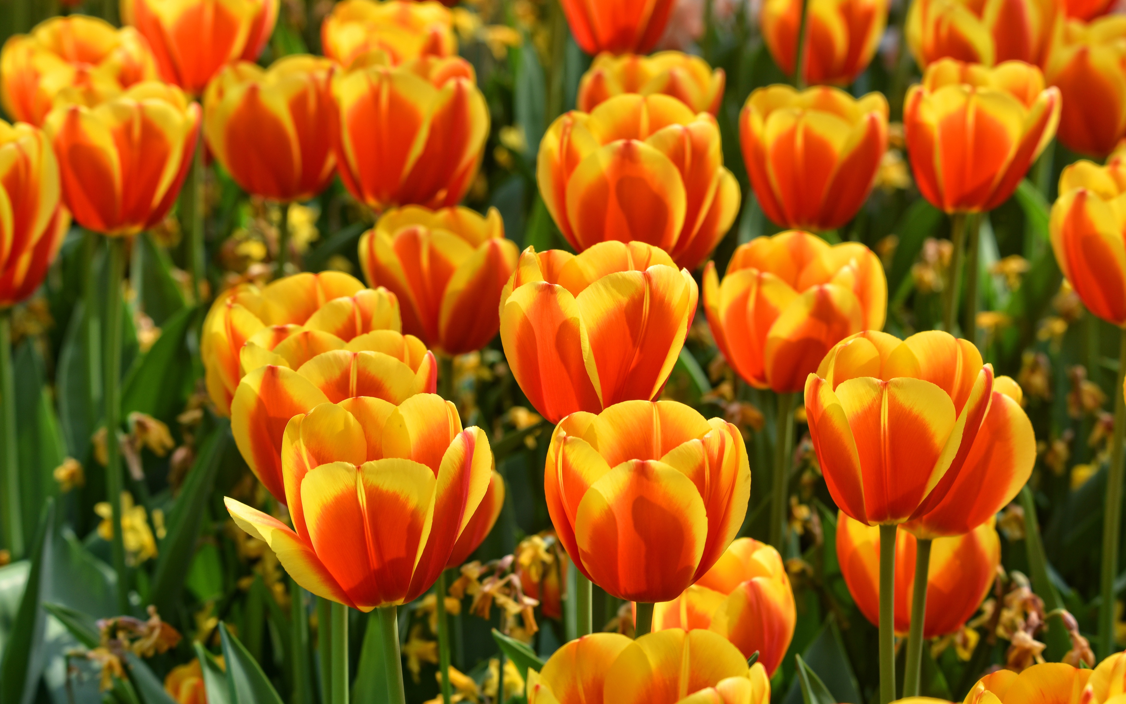 Wallpaper Positive, Buds, Fiery, Two-tone, Flowerbed, - Spring To Iphone Orange , HD Wallpaper & Backgrounds