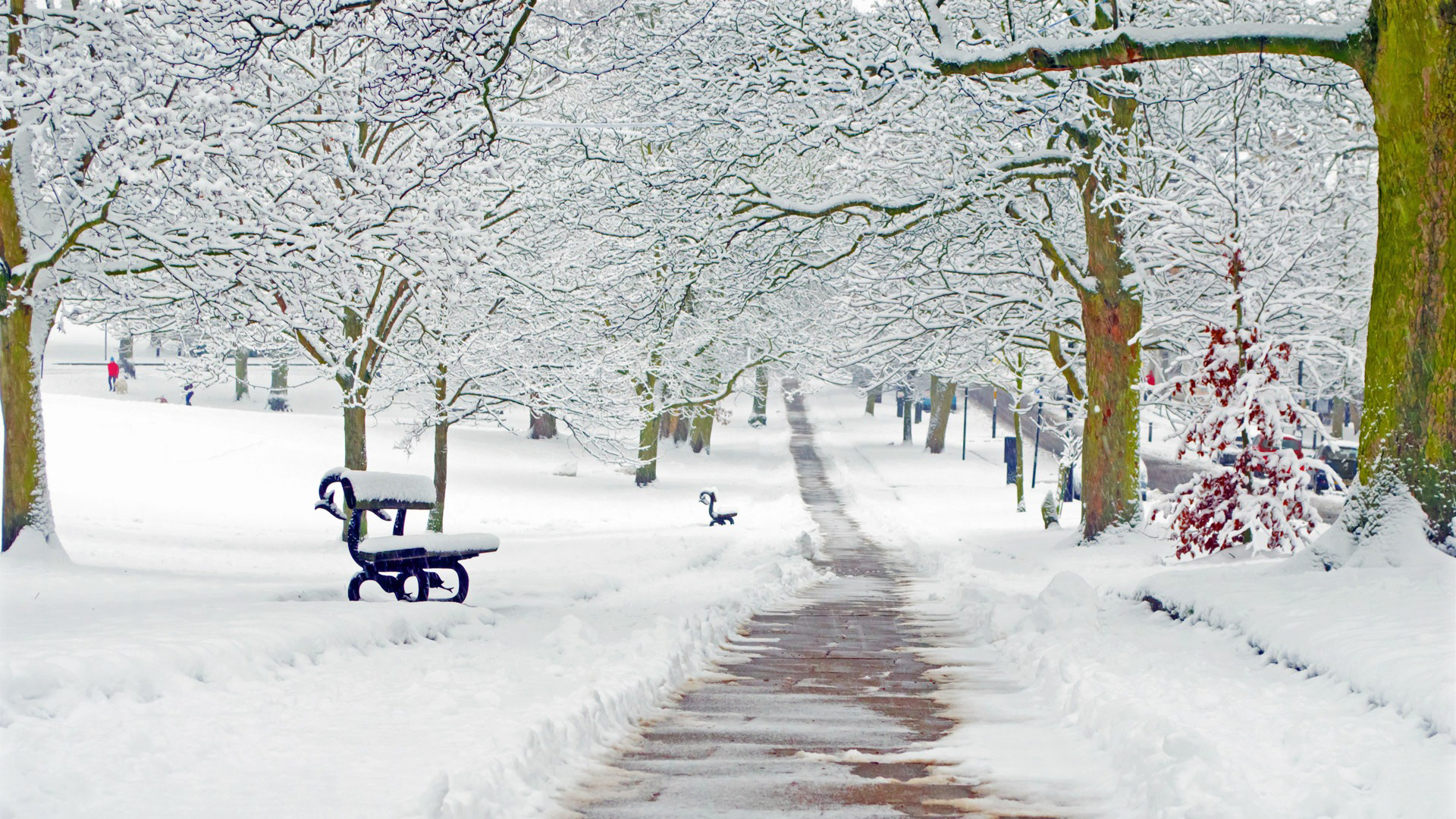 Snow Trees Central Park Wallpaper - Winter Season Background Hd , HD Wallpaper & Backgrounds