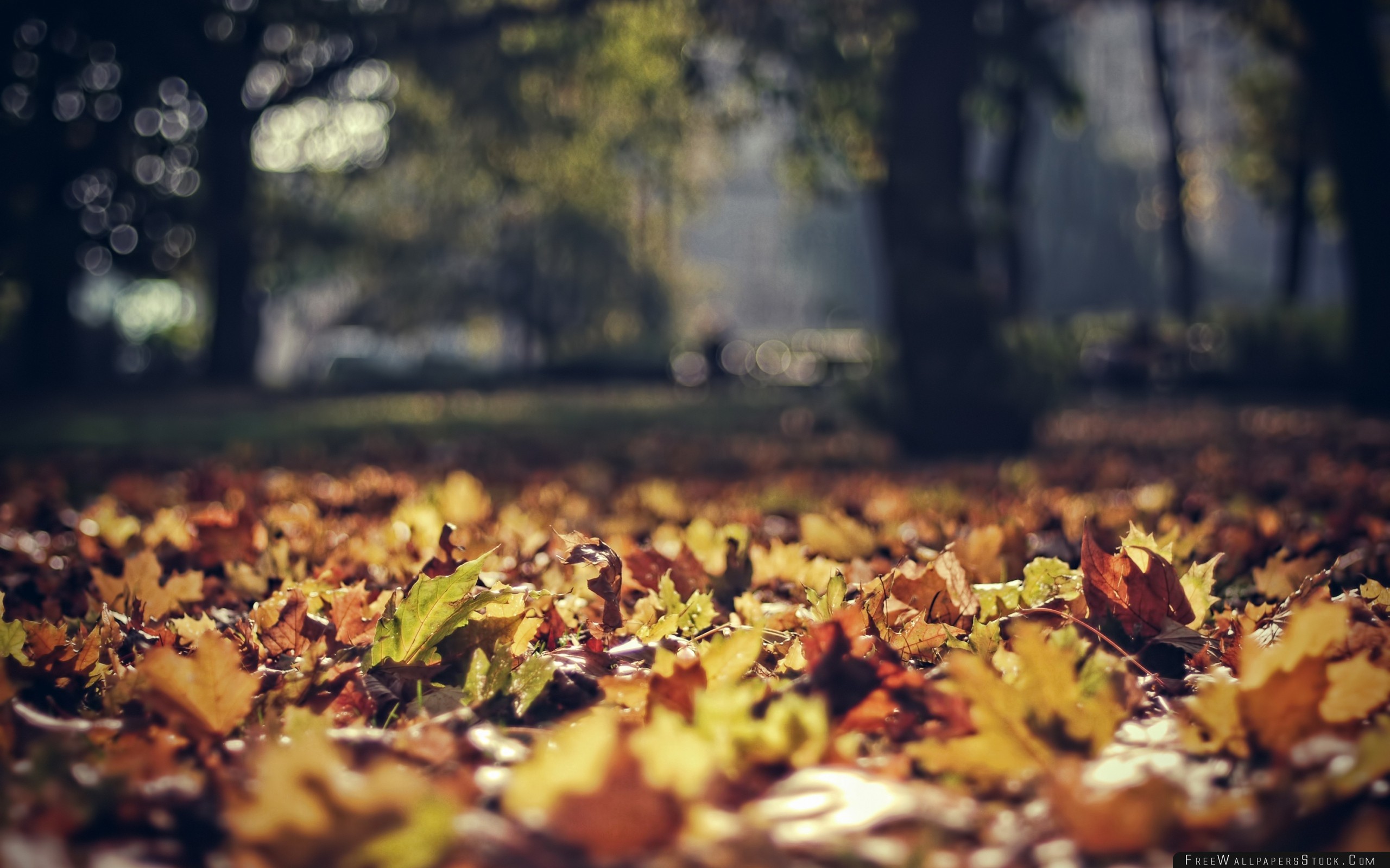 Depth Of Field Autumn , HD Wallpaper & Backgrounds