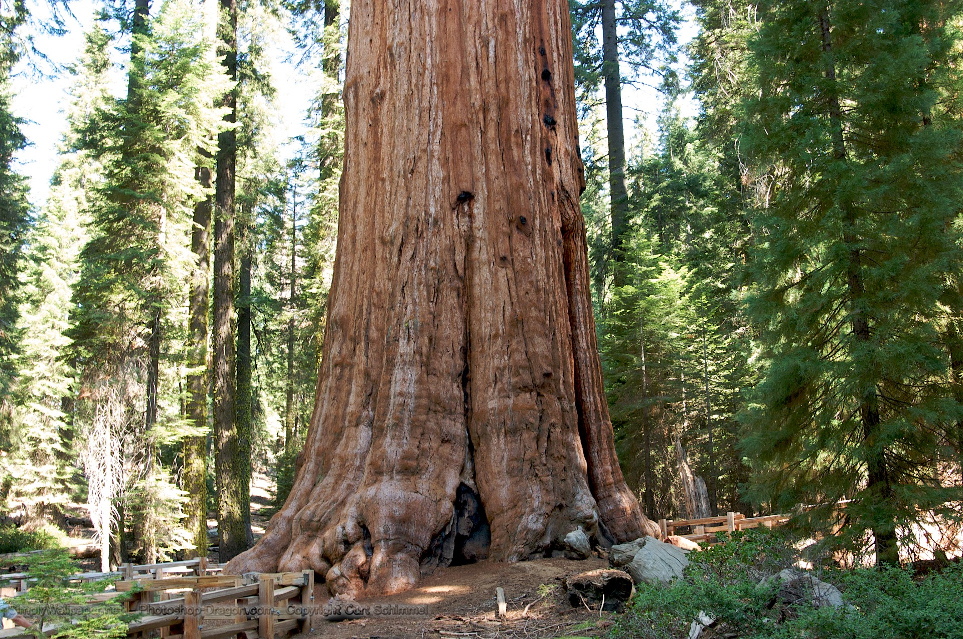 General Sherman Tree In Sequoia National Park Wallpaper - Sequoia National Park , HD Wallpaper & Backgrounds