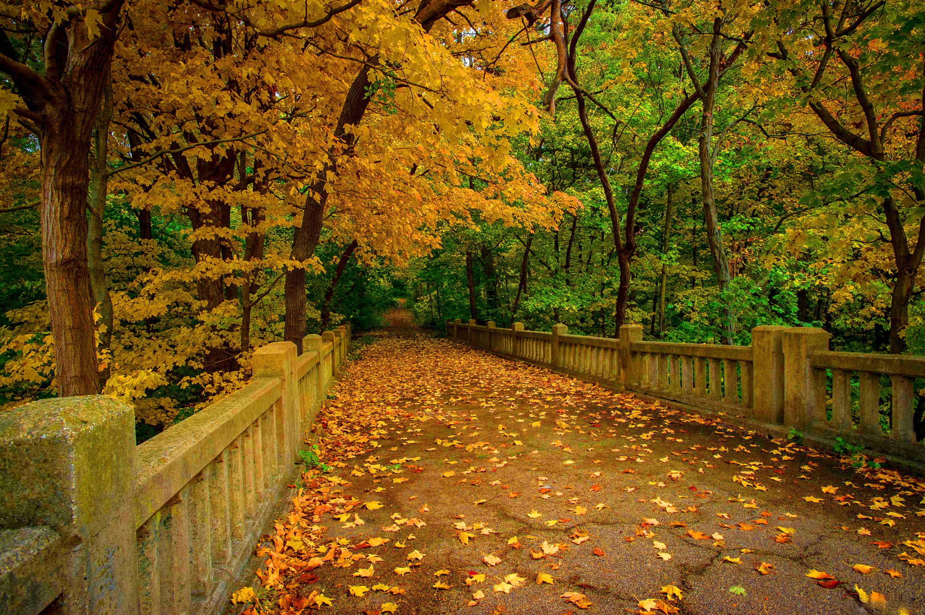 Trees Autumn Bridge Leaves Forest Fall Park Wallpapers - Nice Backgrounds With Trees , HD Wallpaper & Backgrounds