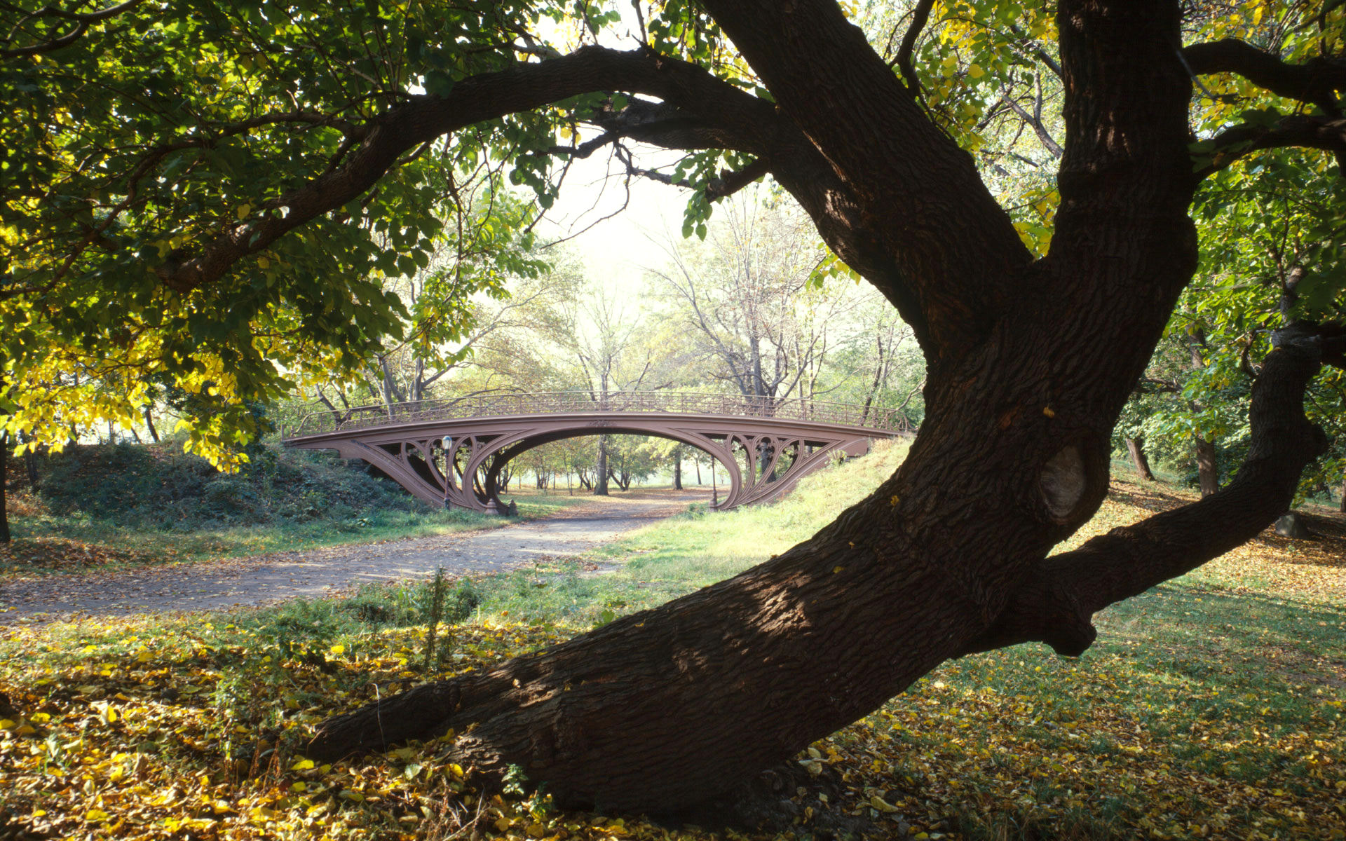 New Wallpapers Hd, By Deann Teasdale - New York Central Park Trees , HD Wallpaper & Backgrounds