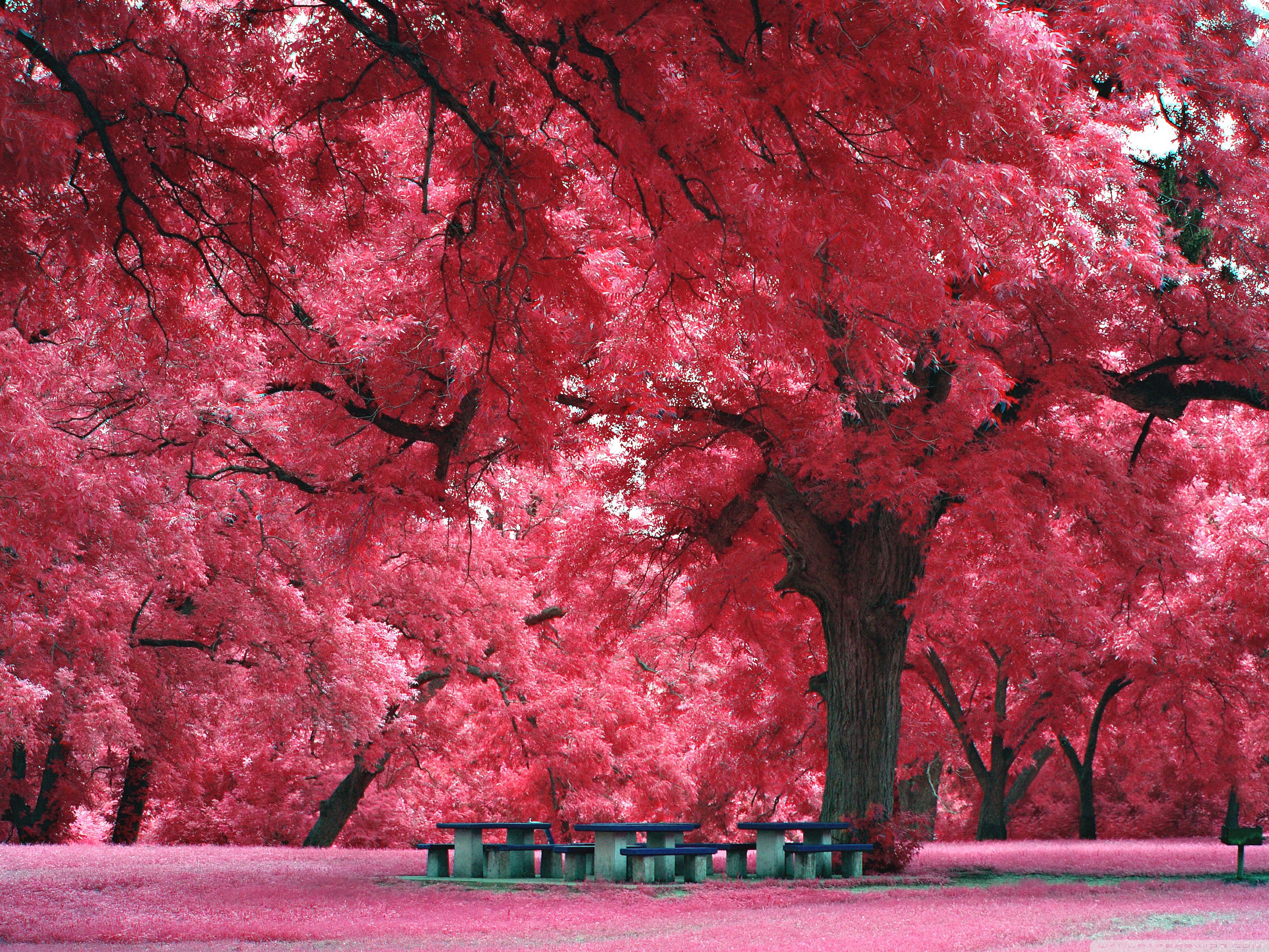 Standard - Cherry Blossom Austin Tx , HD Wallpaper & Backgrounds