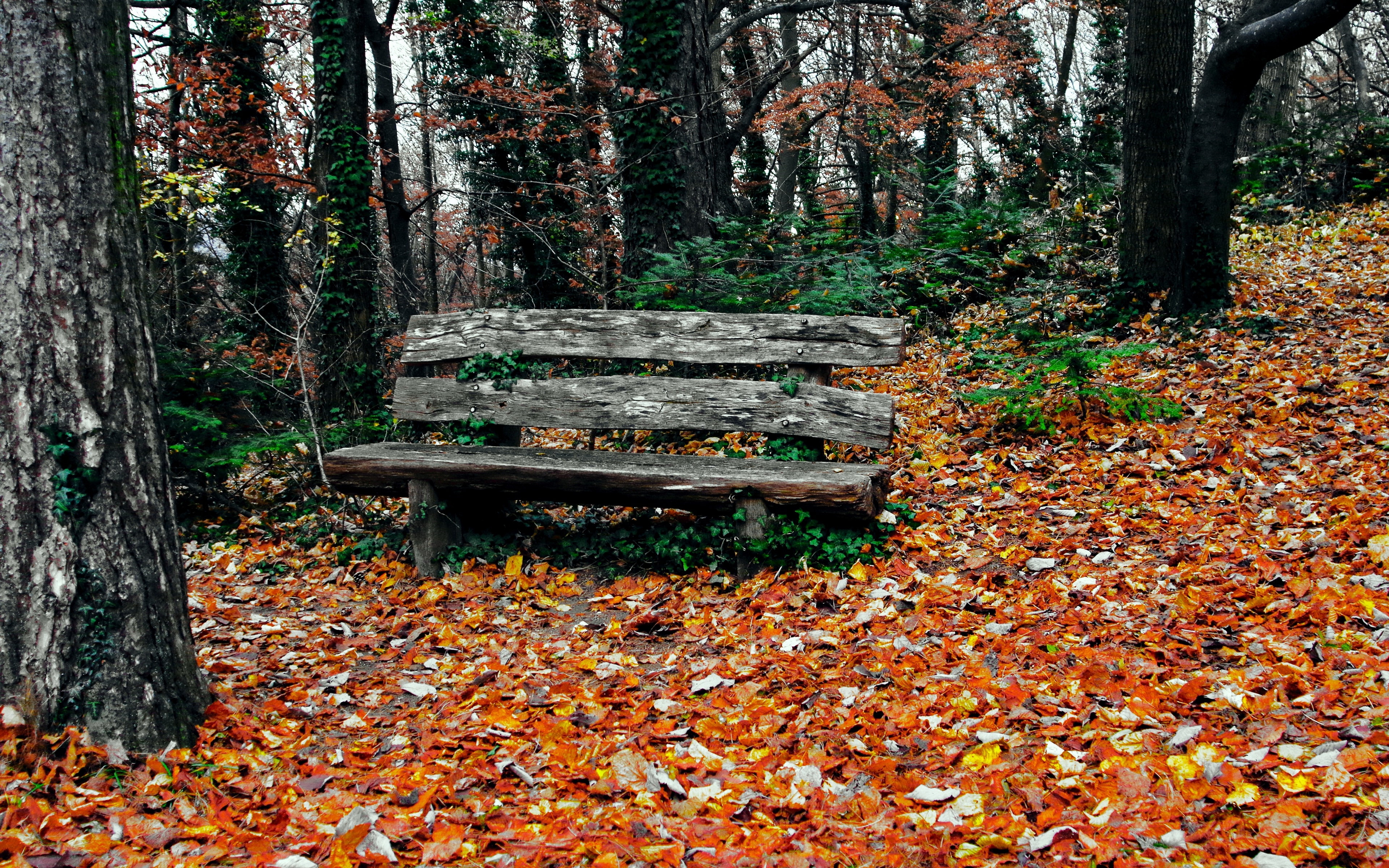Wallpaper Bench, Autumn, Park, Trees - Bench Hd Autumn Park , HD Wallpaper & Backgrounds