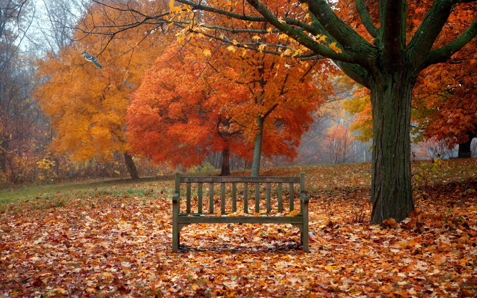 Wallpapers Id - - Beautiful Background With Bench , HD Wallpaper & Backgrounds