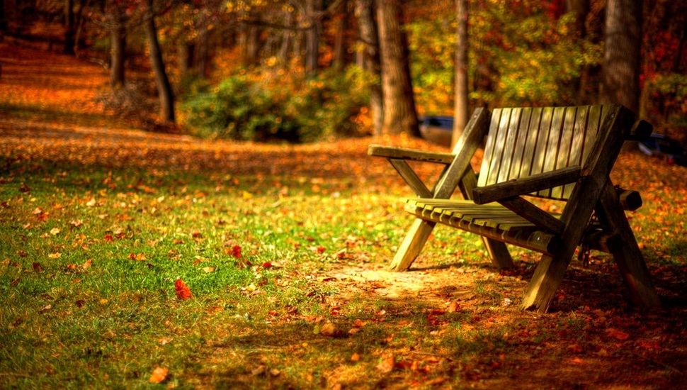 Leaves, Grass, Leaves, Nature, Trees, Bench, Forest, - Bench In Fall Nature , HD Wallpaper & Backgrounds