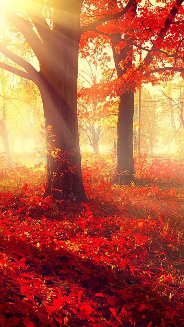 Park, 5k, 4k Wallpaper, Autumn, Beautiful, Leaves, - Re Max Fall Back , HD Wallpaper & Backgrounds