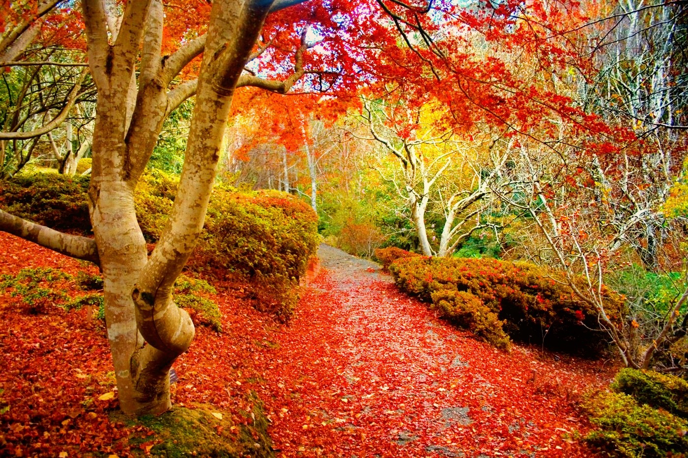 Colors Foliage Path Leaves Forest Autumn Peaceful Beautiful